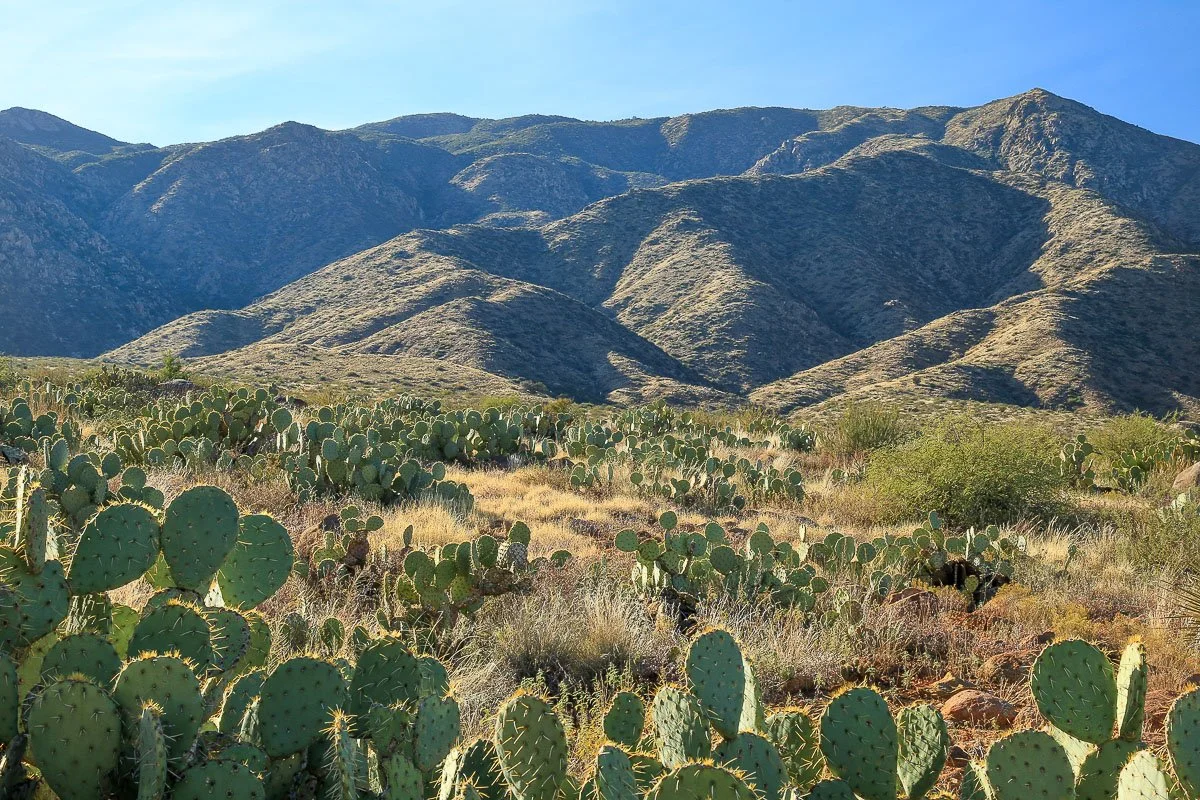 Rugged mountains rise behind a forest of prickly pear cacti. 