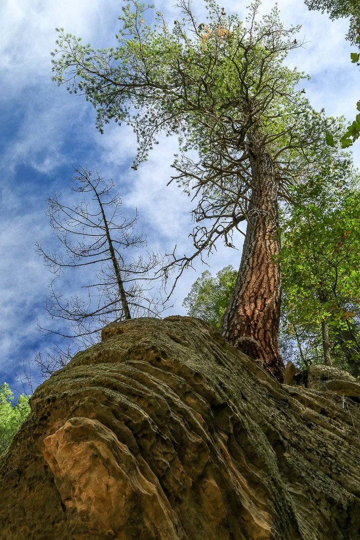 Ponderosa pine tree growing upward out of a rock overhang.