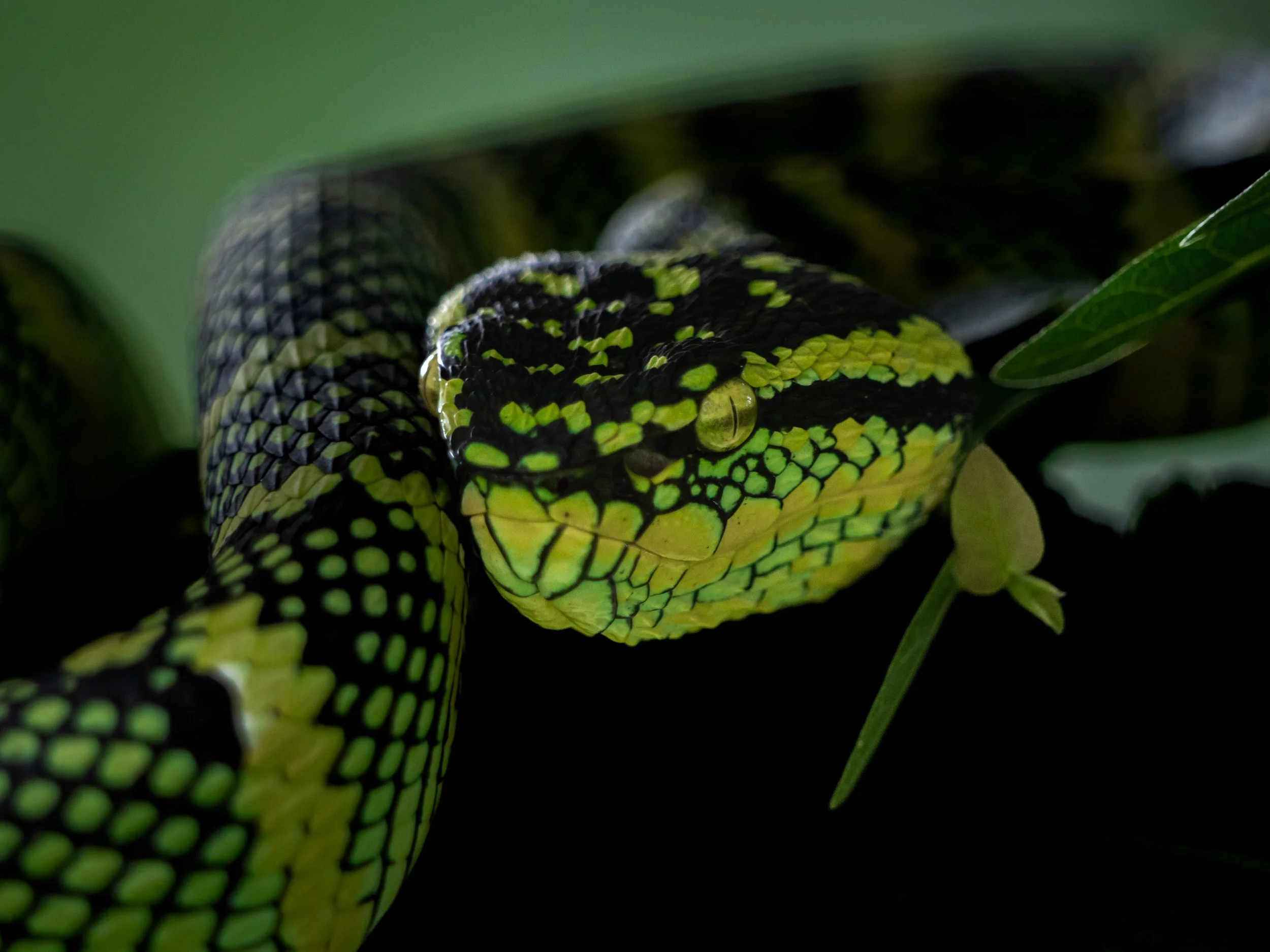 Close-up of a green and black snake with vibrant yellow markings on its head, coiled around leaves.