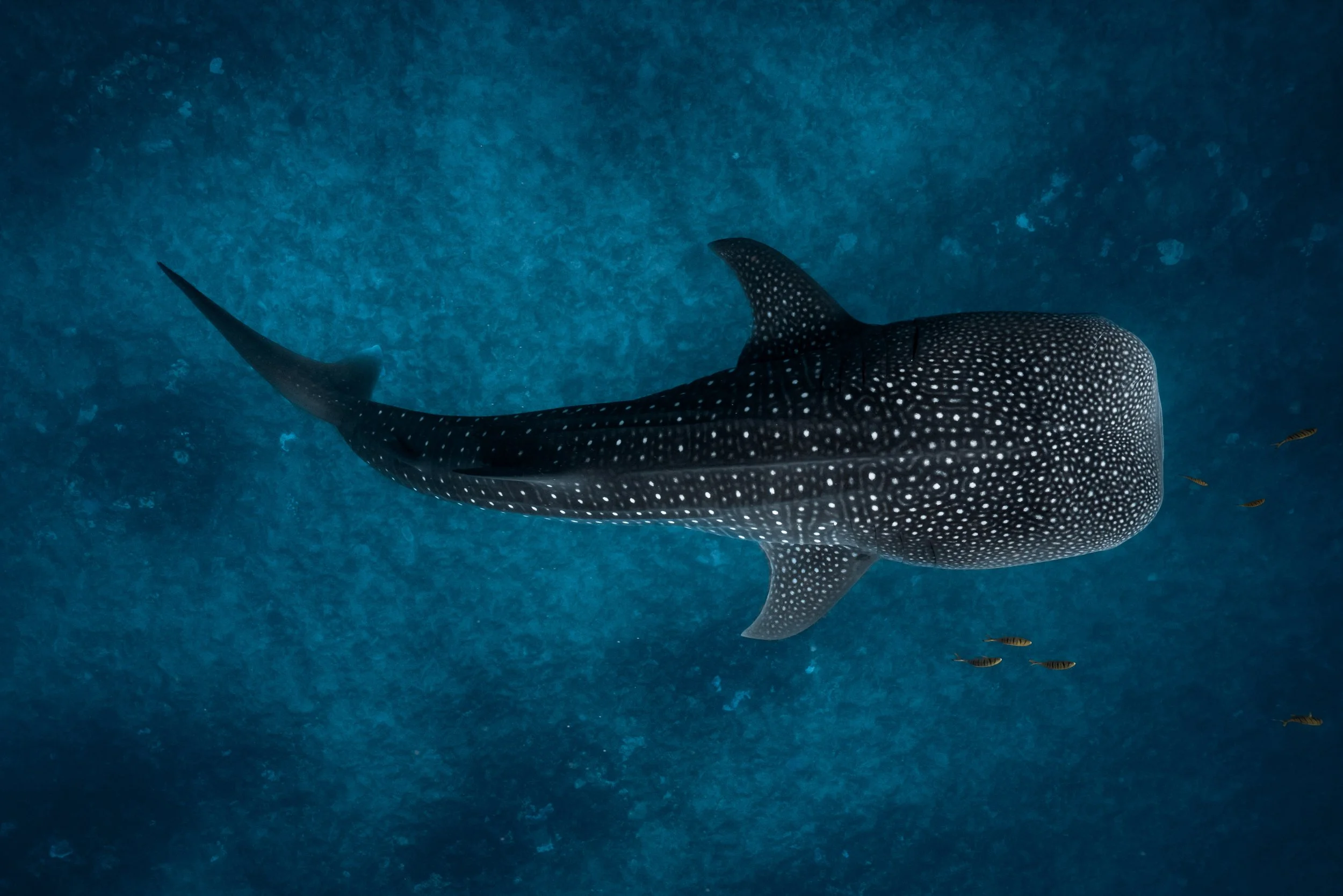 A whale shark swimming in the ocean with smaller fish nearby, showing its large, spotted body.