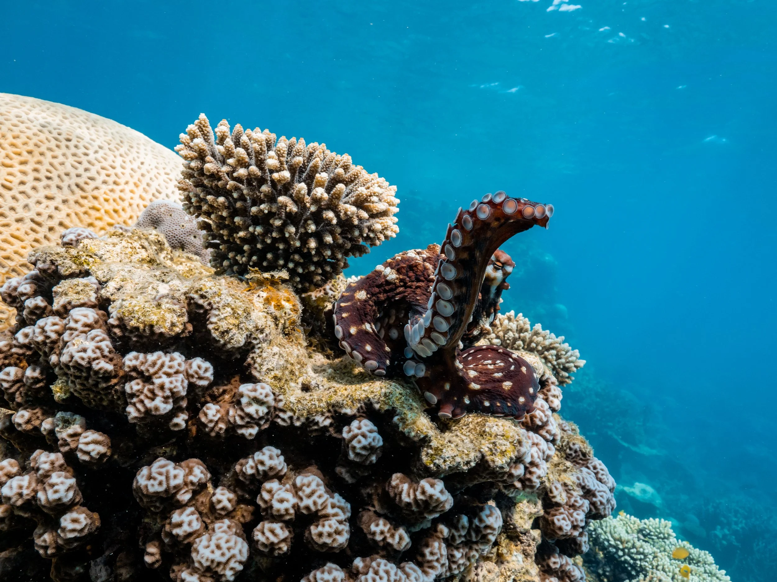 Underwater scene with coral reef and an octopus among various corals and marine life.