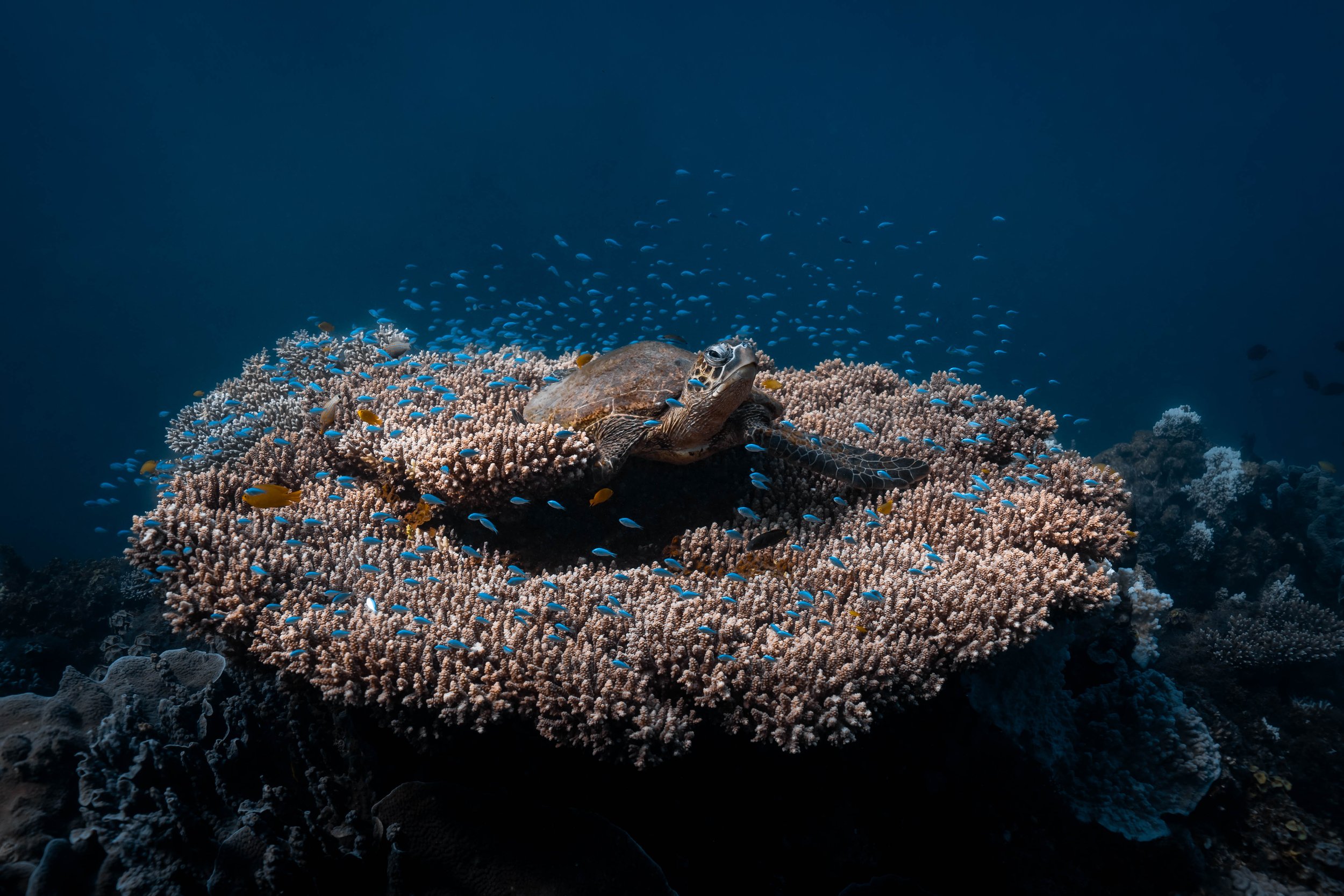 A sea turtle resting on a coral reef surrounded by small colorful fish underwater.