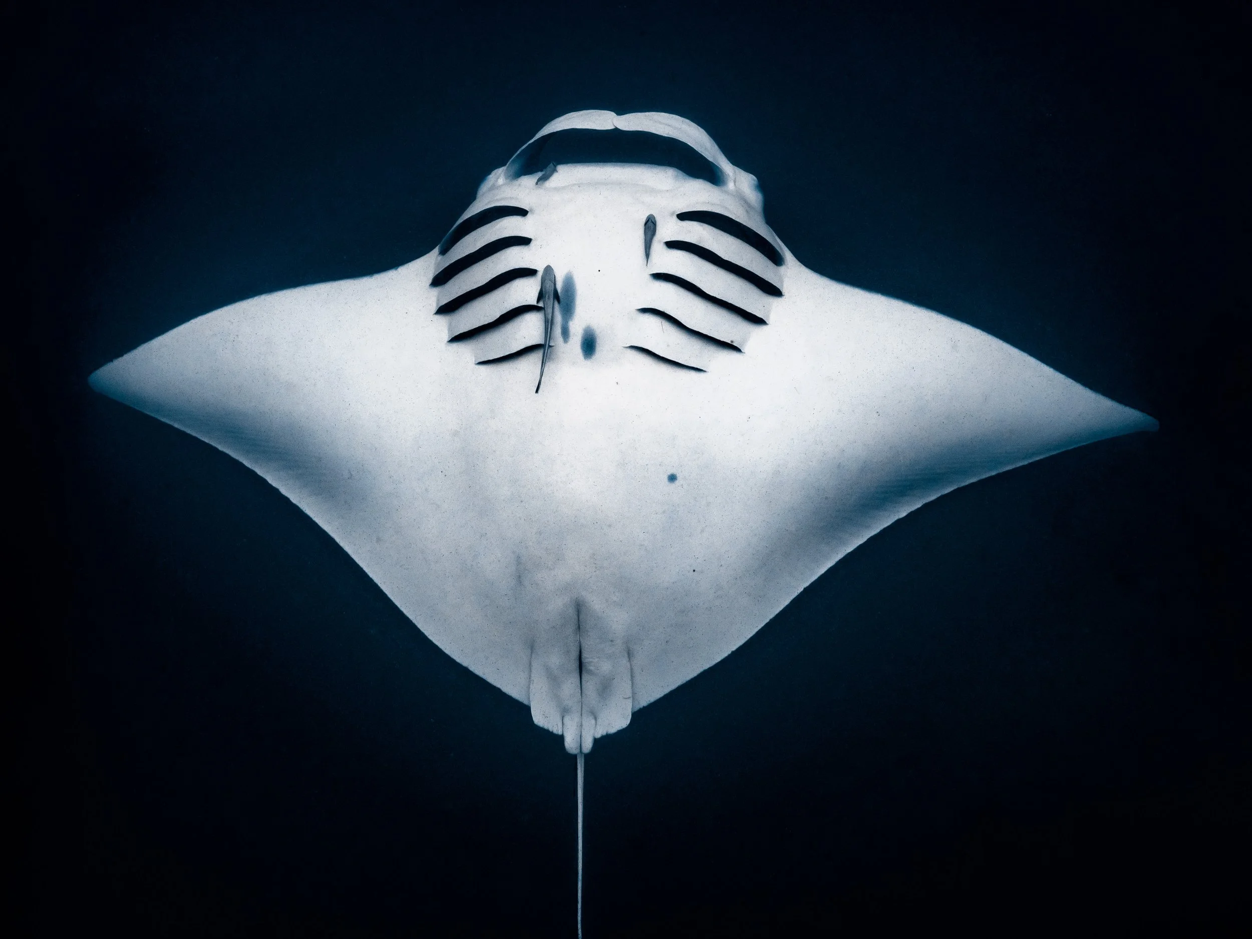 A manta ray swimming underwater with a dark background.