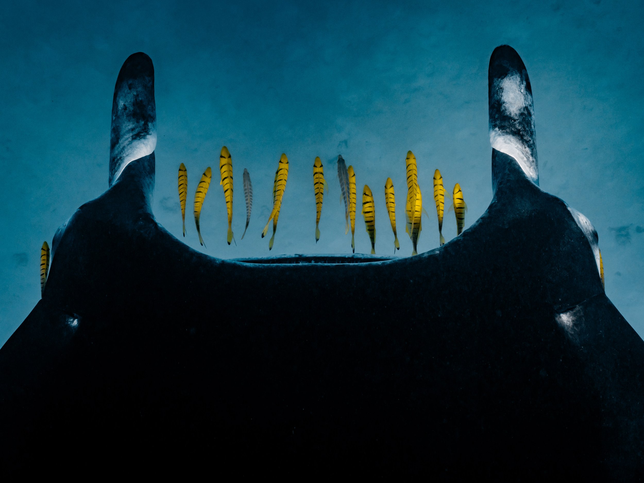 A dark hand with painted nails holding a horizontal surface, above which yellow and black striped fish are swimming in a formation in the sky against a cloudy blue background.