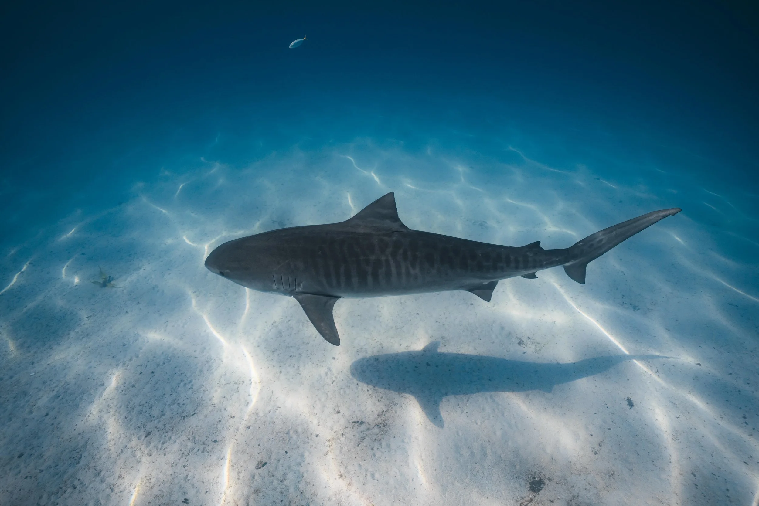 A tiger shark swimming underwater with sunlight filtering through the water, casting a shadow on the sandy ocean floor.