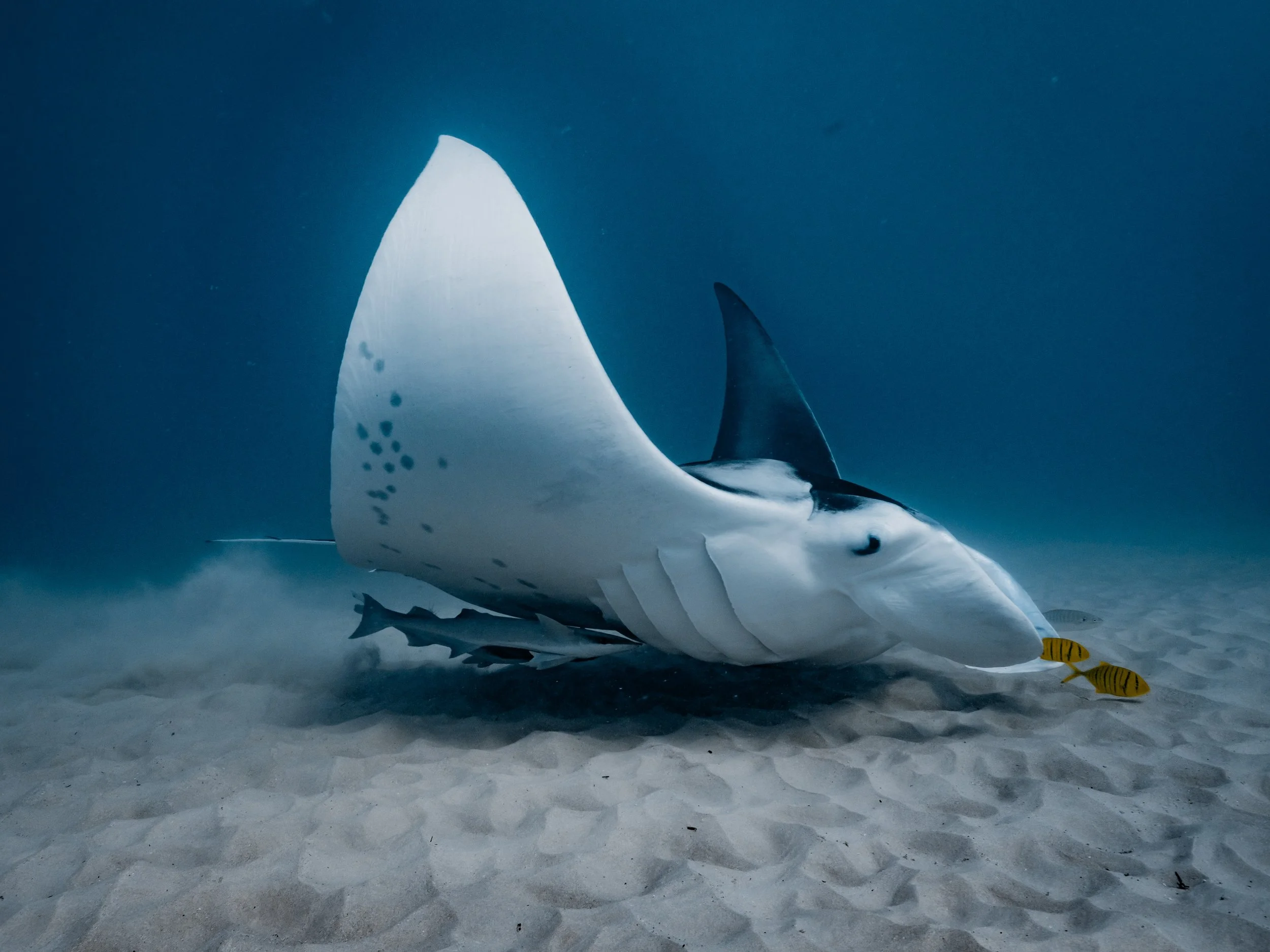 A large manta ray swimming near the sandy ocean floor with two small yellow fish nearby.