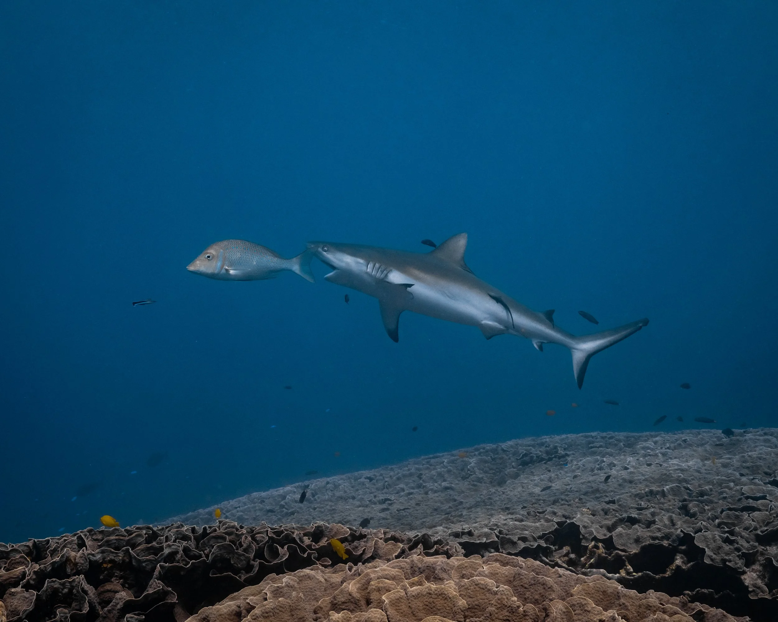 A shark and a fish swimming underwater above the coral reef.