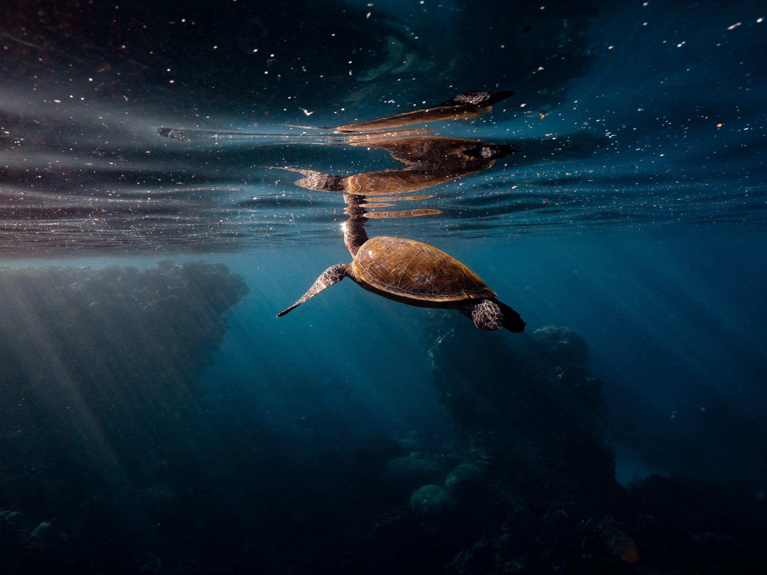 A sea turtle swimming underwater near rocks with sunlight filtering through the water.