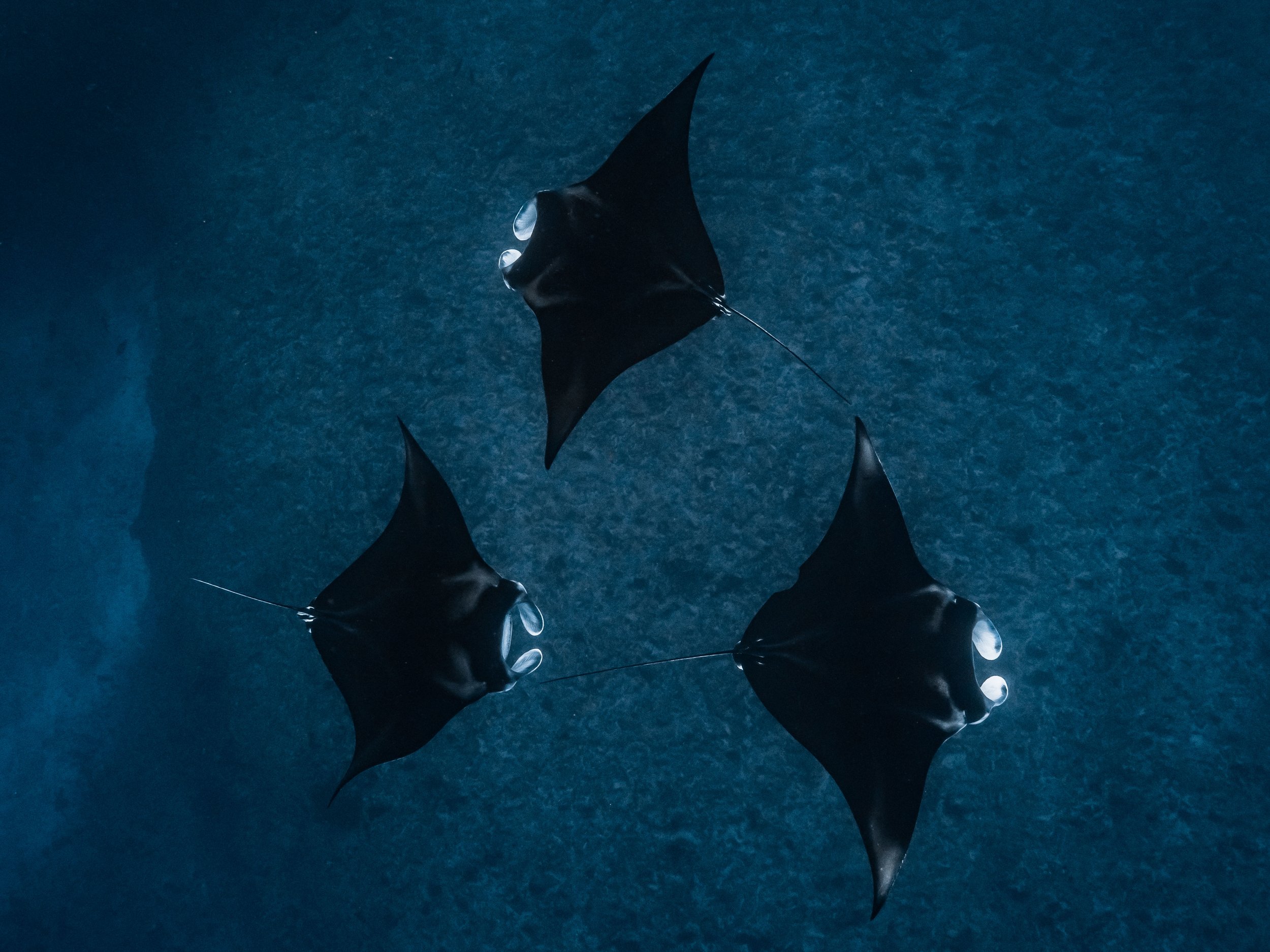 Three manta rays swimming in the ocean, viewed from below.