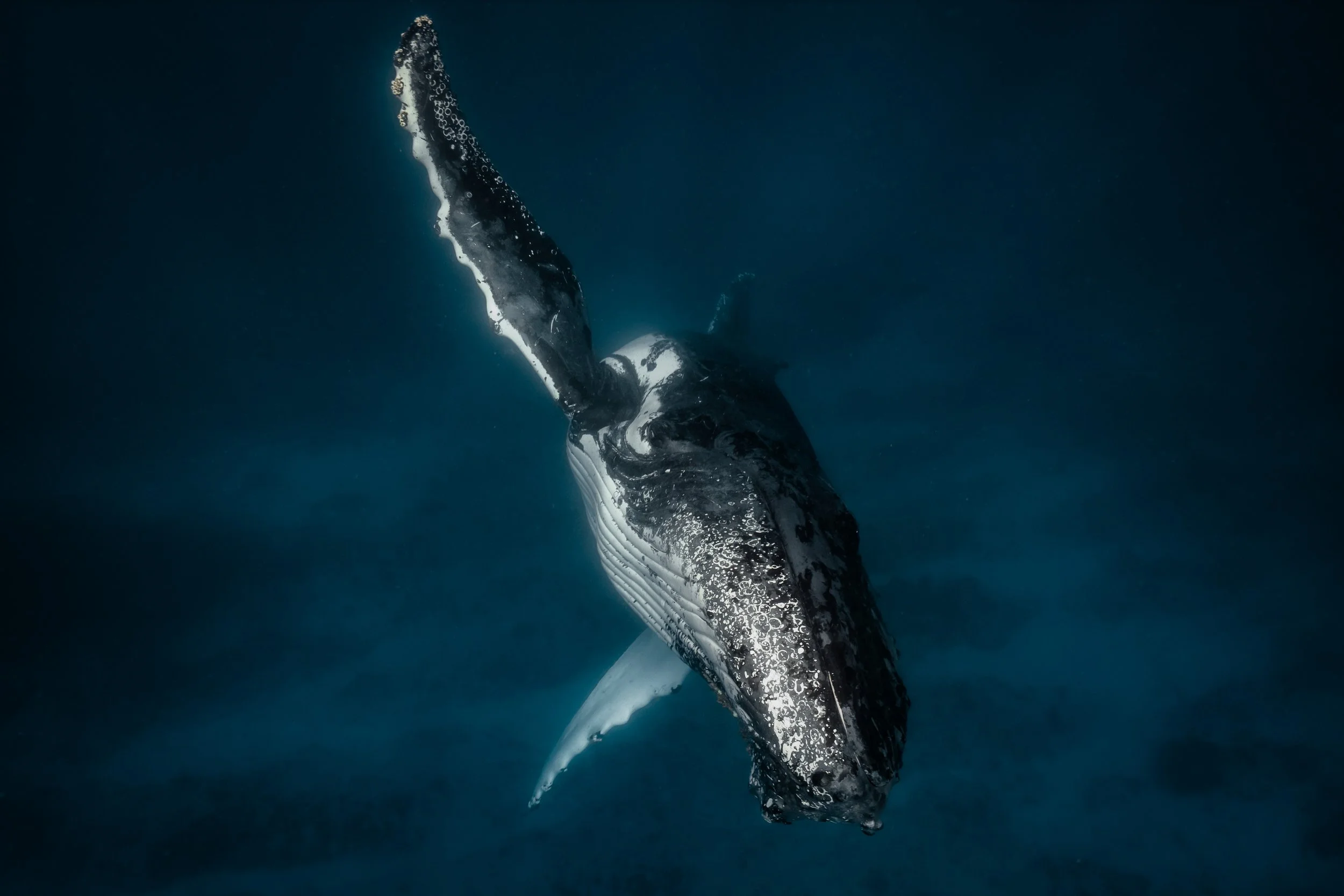 A humpback whale breaching in the dark ocean during deep underwater conditions.