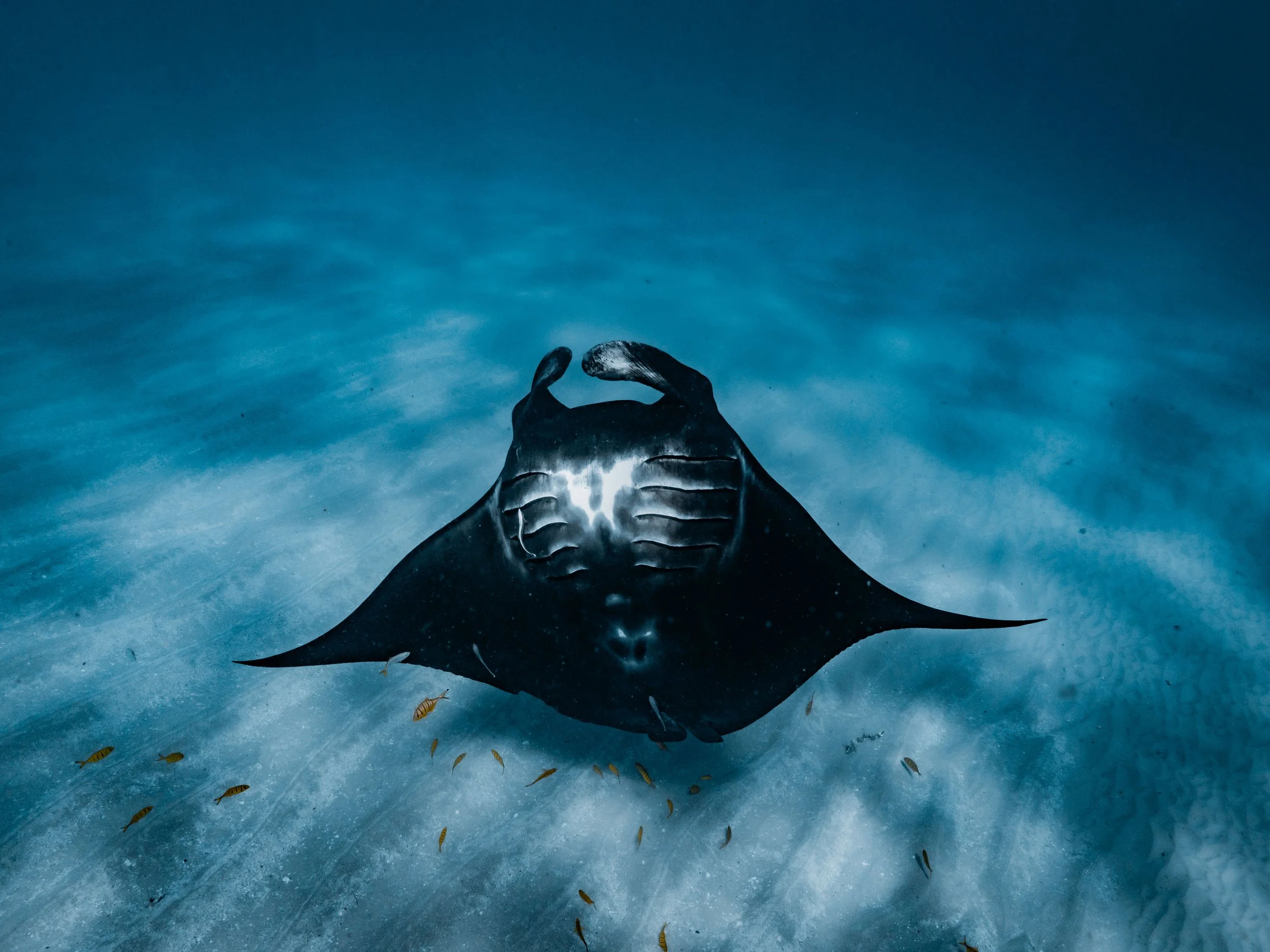 An underwater scene showing a manta ray with what appears to be handprints on its back, swimming above a sandy ocean floor with small fish swimming around.