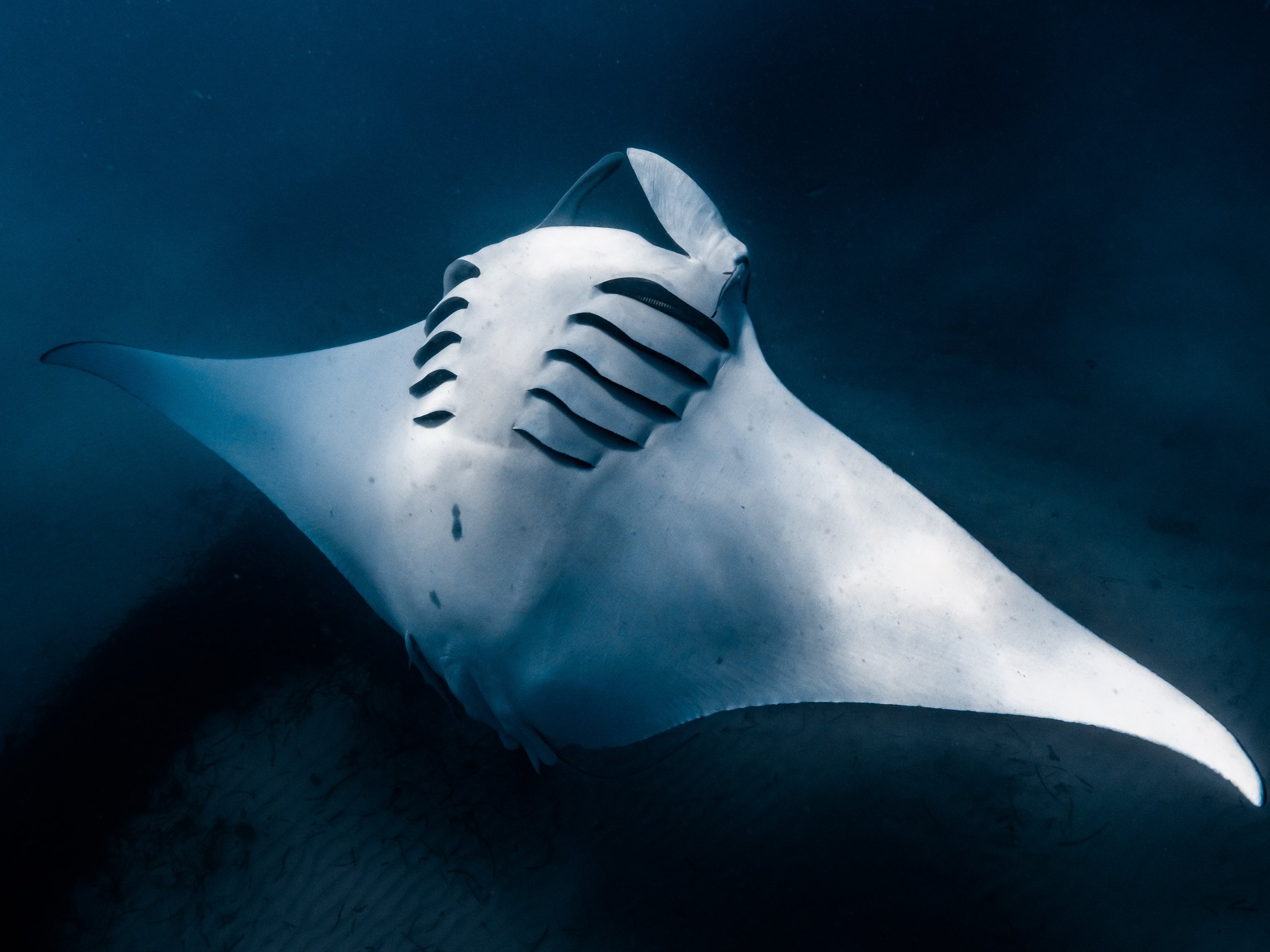 A manta ray swimming underwater in deep blue ocean