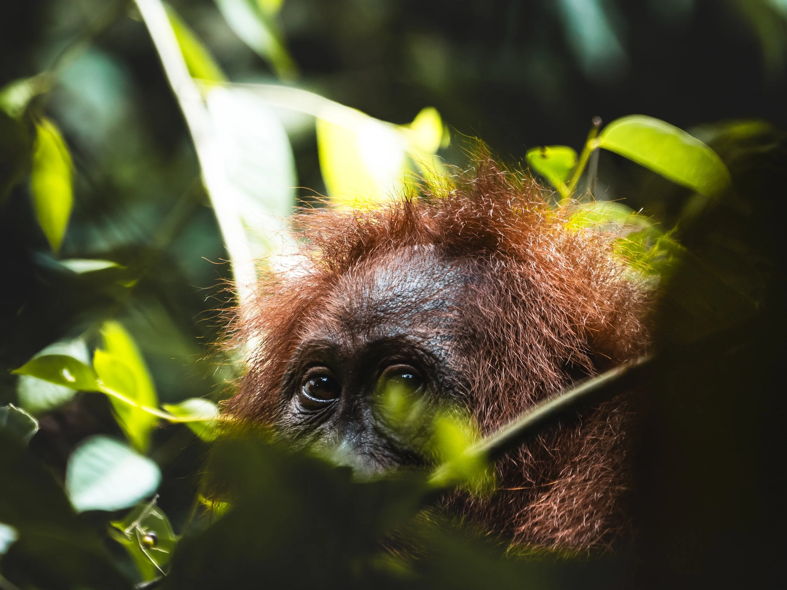 A young orangutan with reddish-brown hair peeks through green foliage in a jungle.