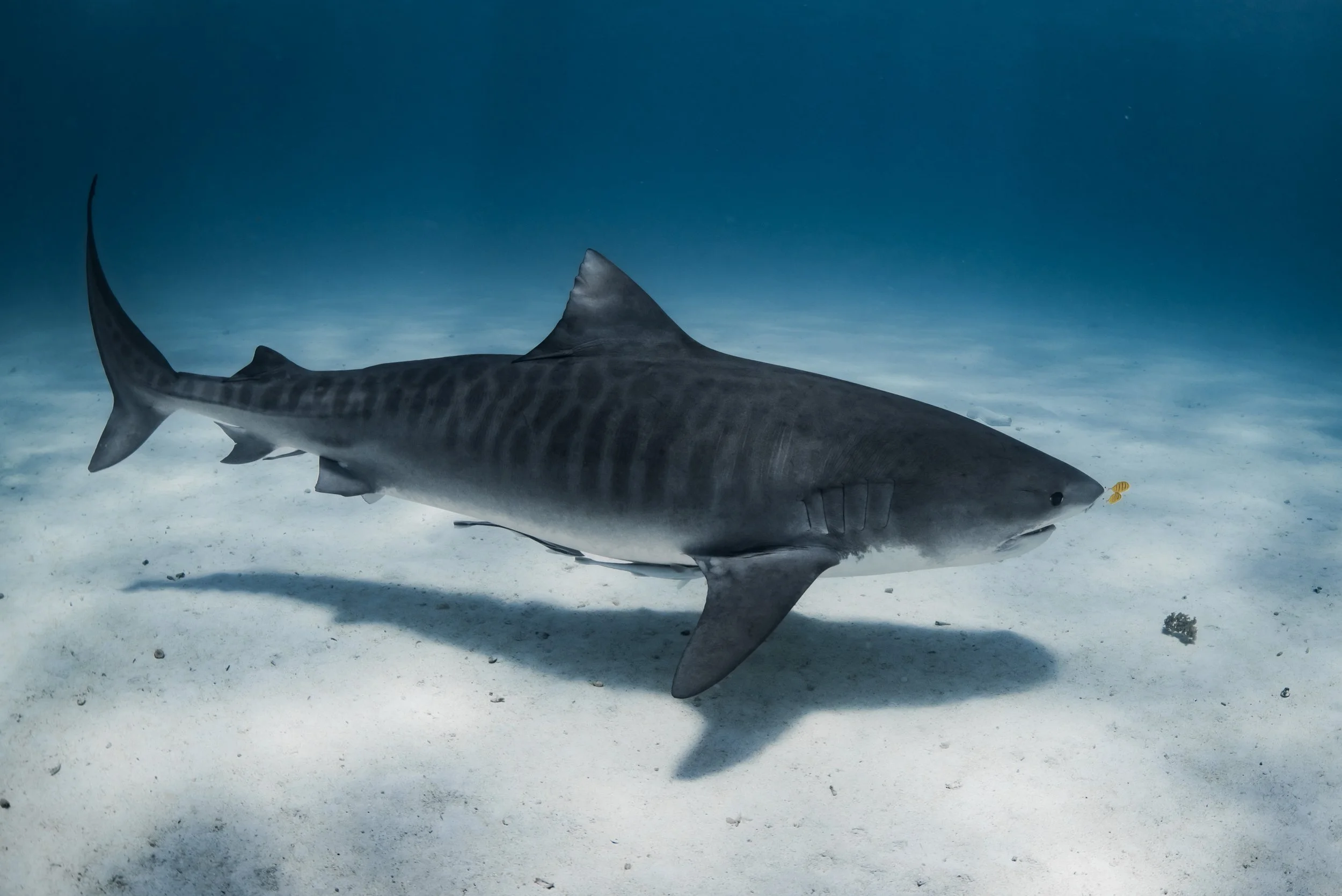 A shark swimming near the ocean floor with a small yellow fish on its nose.