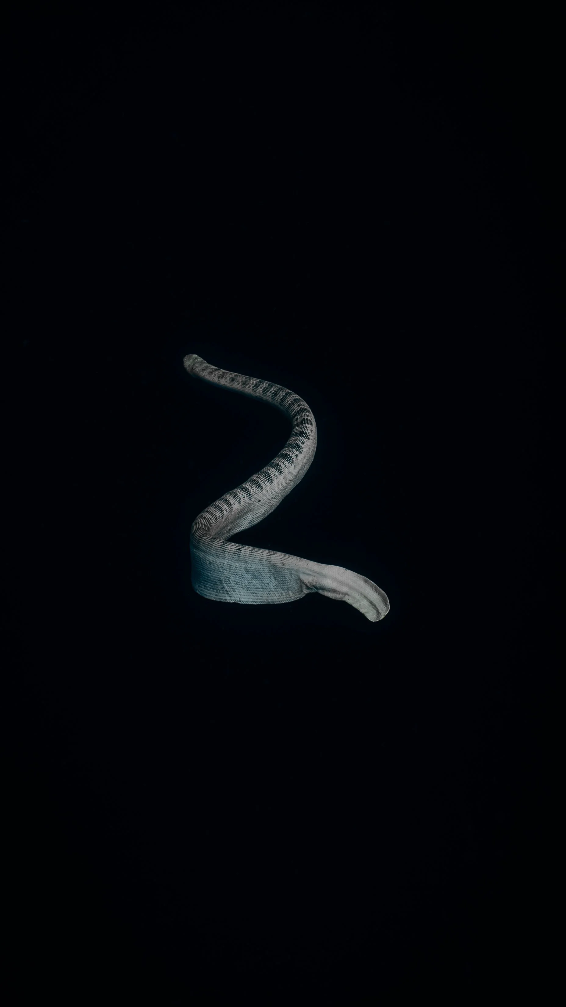 A snake with a pattern on its back, curled against a dark background.
