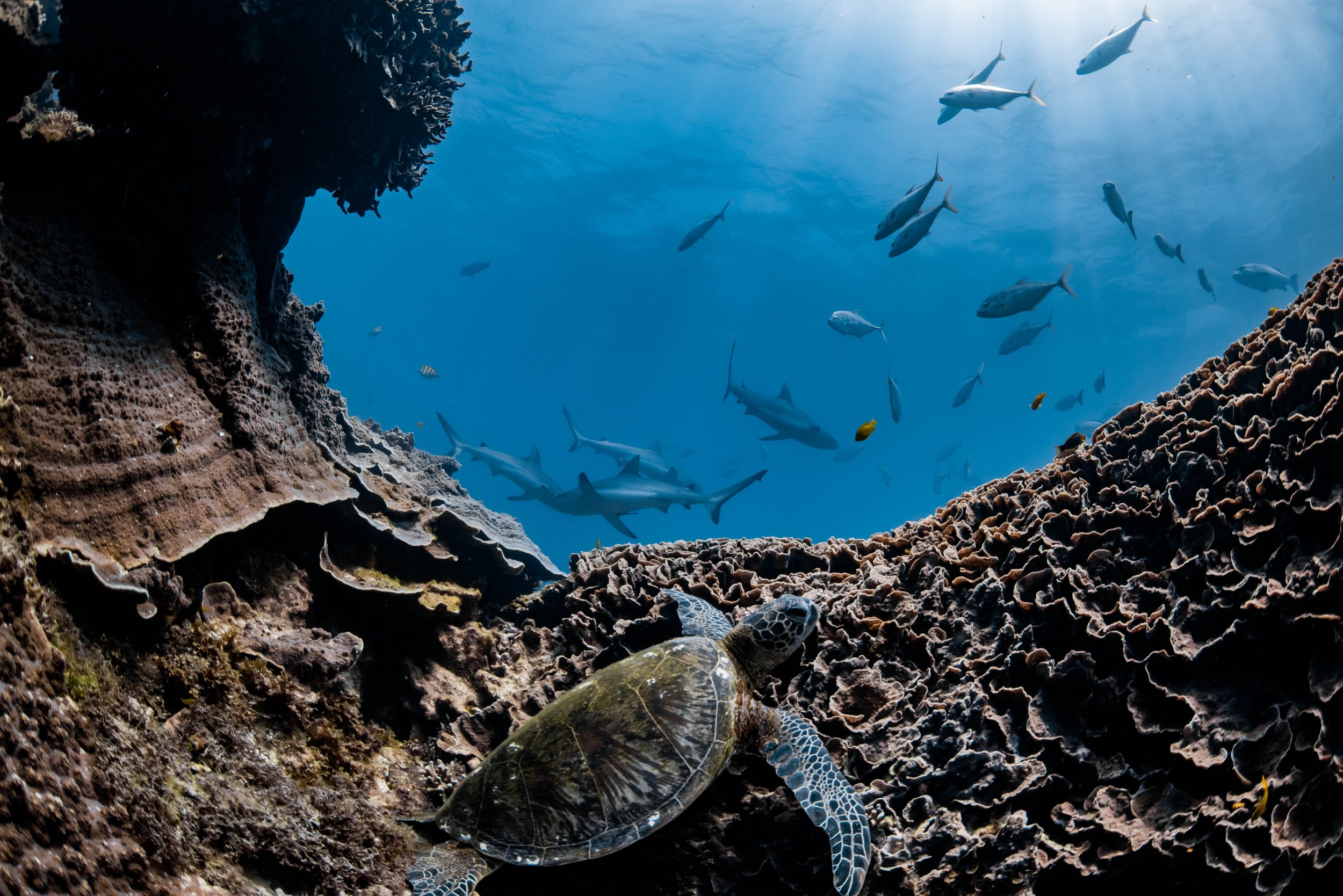 Underwater scene with a sea turtle resting on coral reef in foreground, and schools of fish and sharks swimming in blue water above.