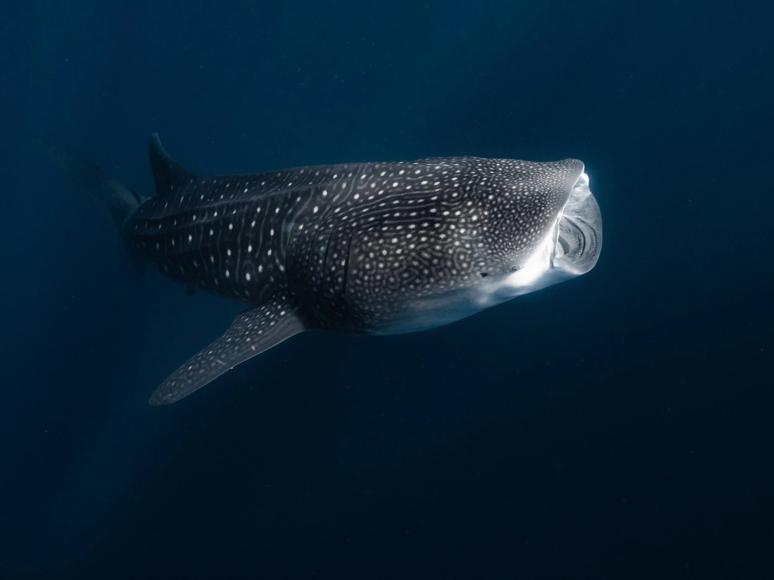 Whale shark swimming in the deep ocean