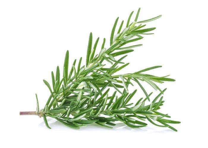 Rosemary-sprig-7d96e10.jpg