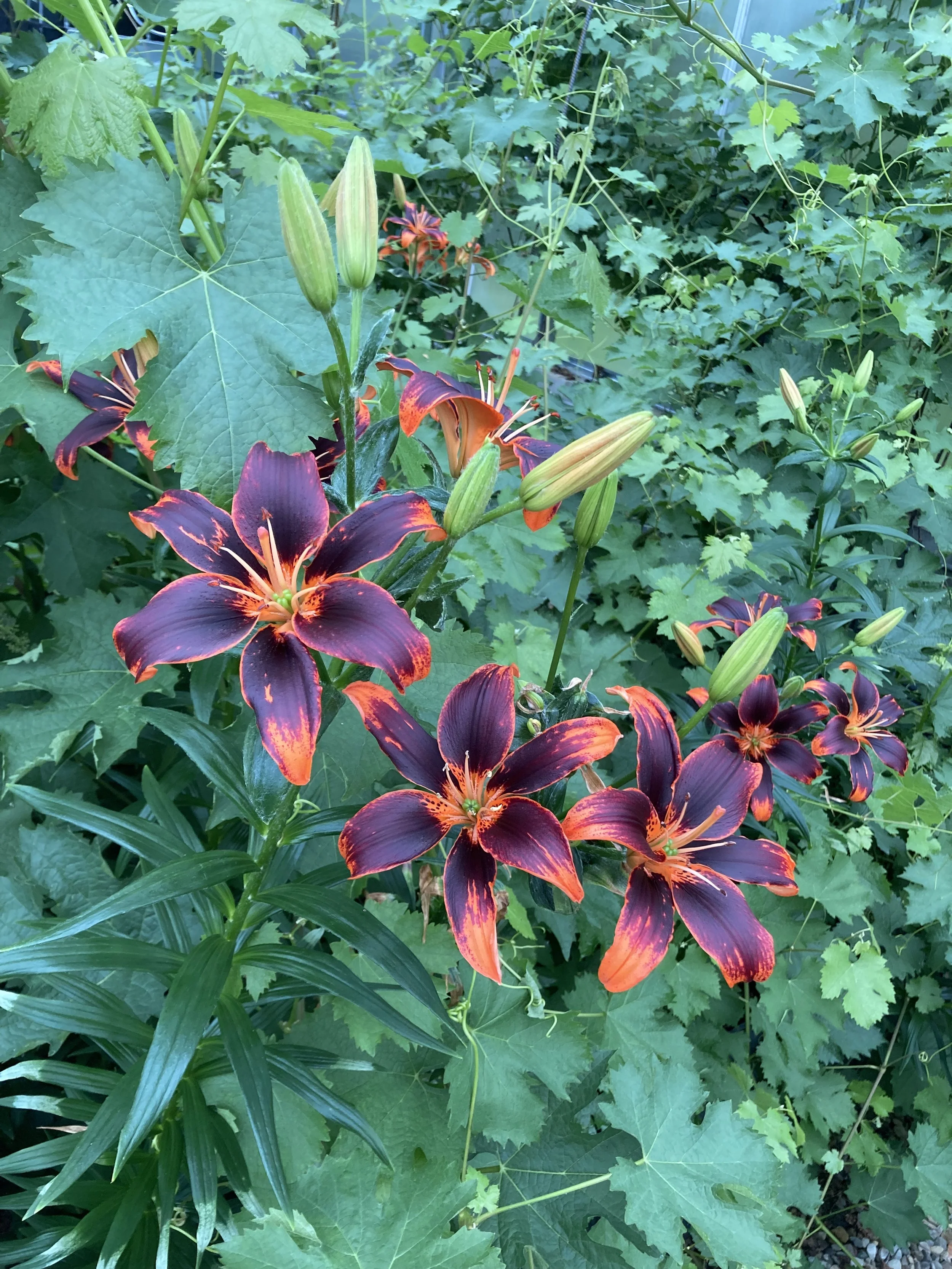 2024-05-06 19.37.24.jpg