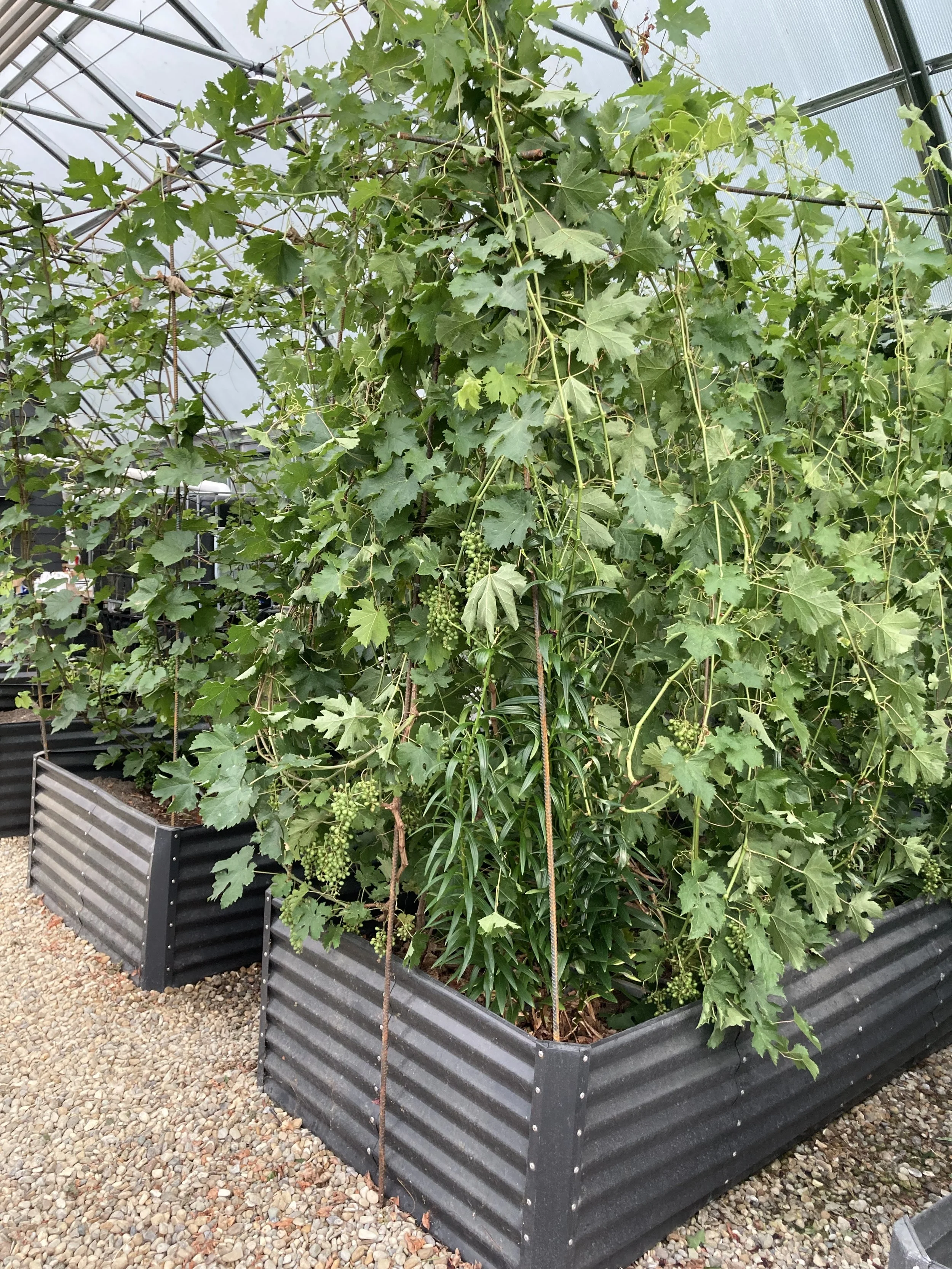 2024-05-29 19.54.19.jpg