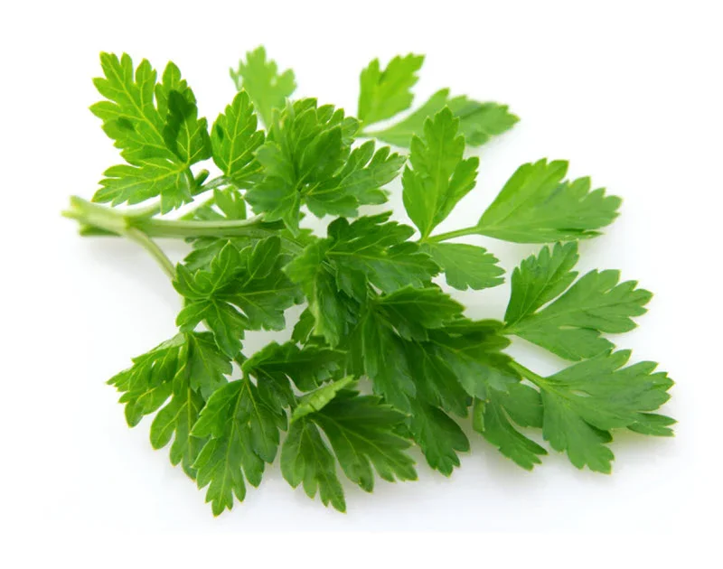 Flat-Parsley-on-white-background-800x630px.jpg.webp