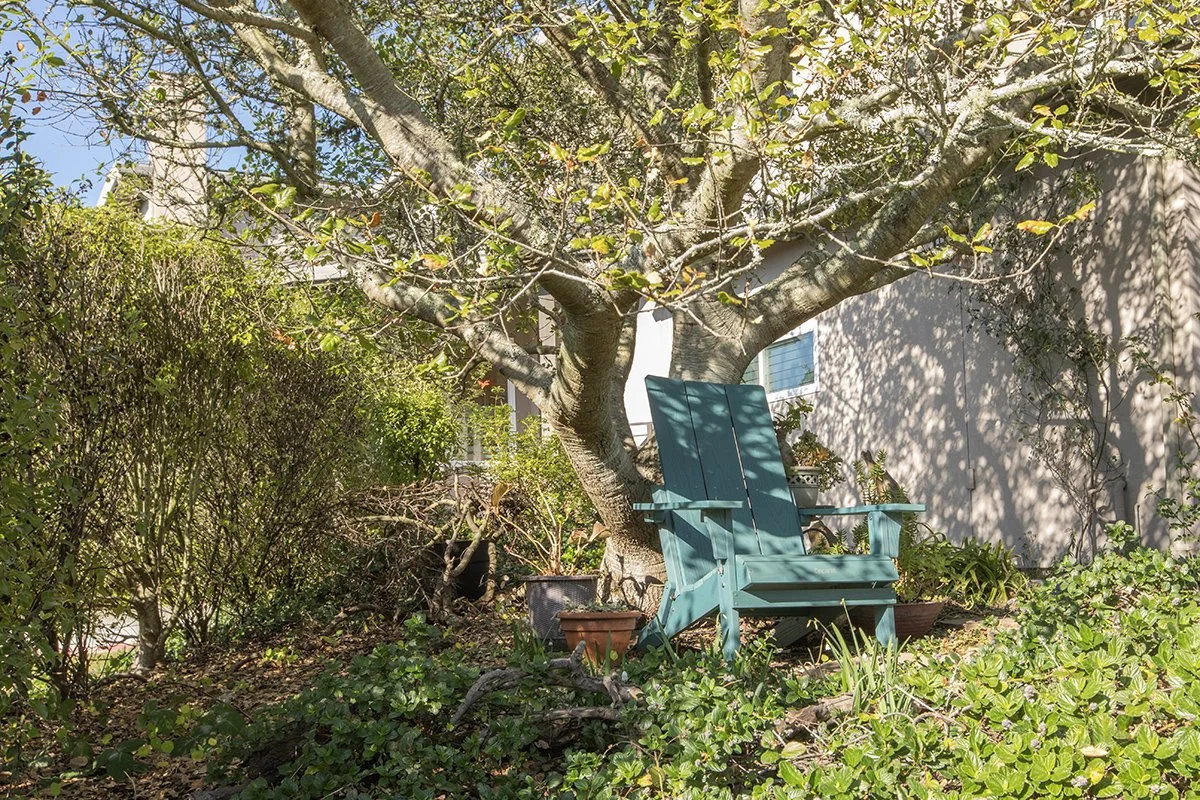 A backyard garden with a large tree and green bushes. There is a teal wooden chair underneath the tree, surrounded by potted plants and greenery.