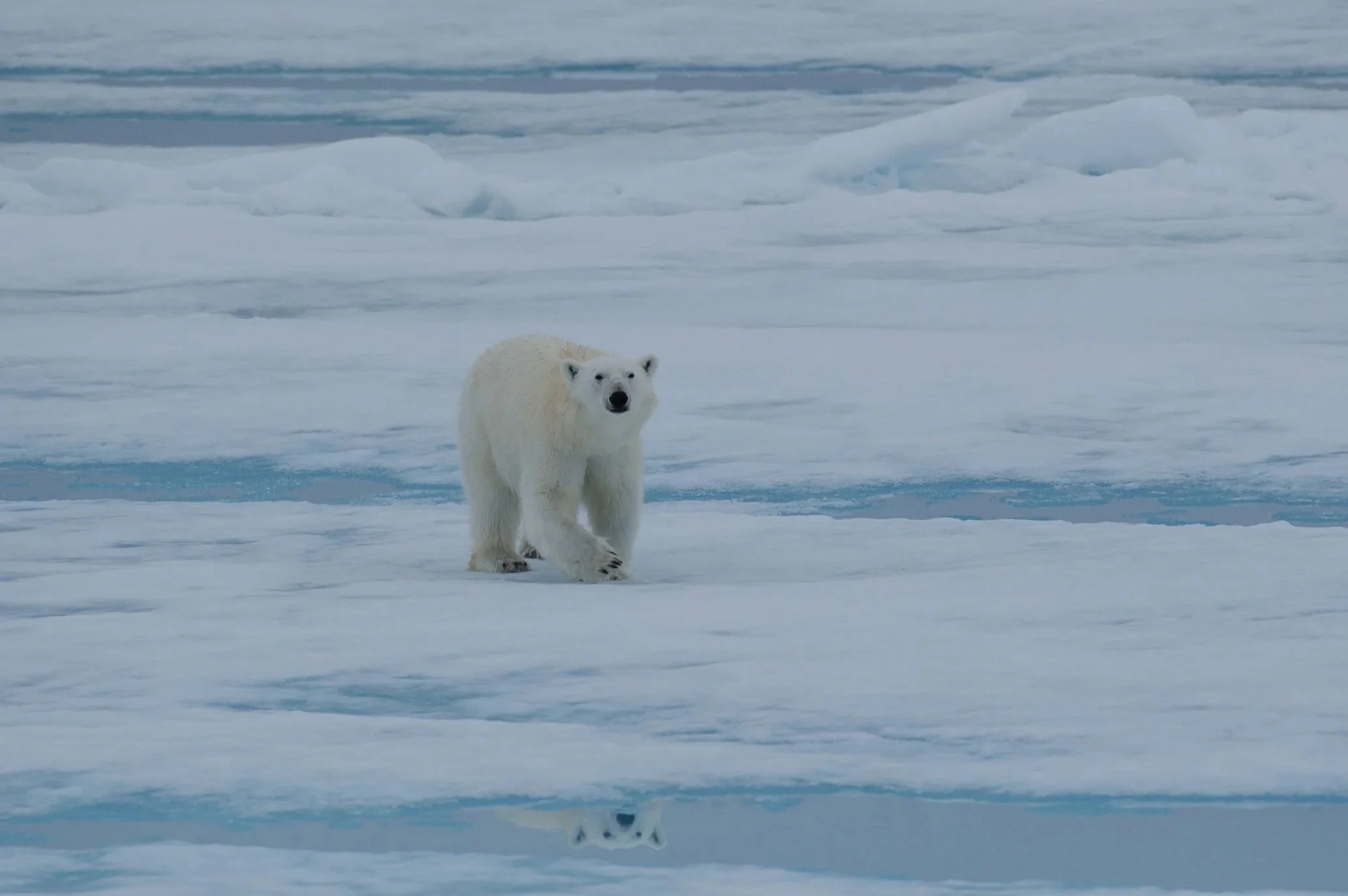 A polar bear walking on snow and ice in the Arctic.