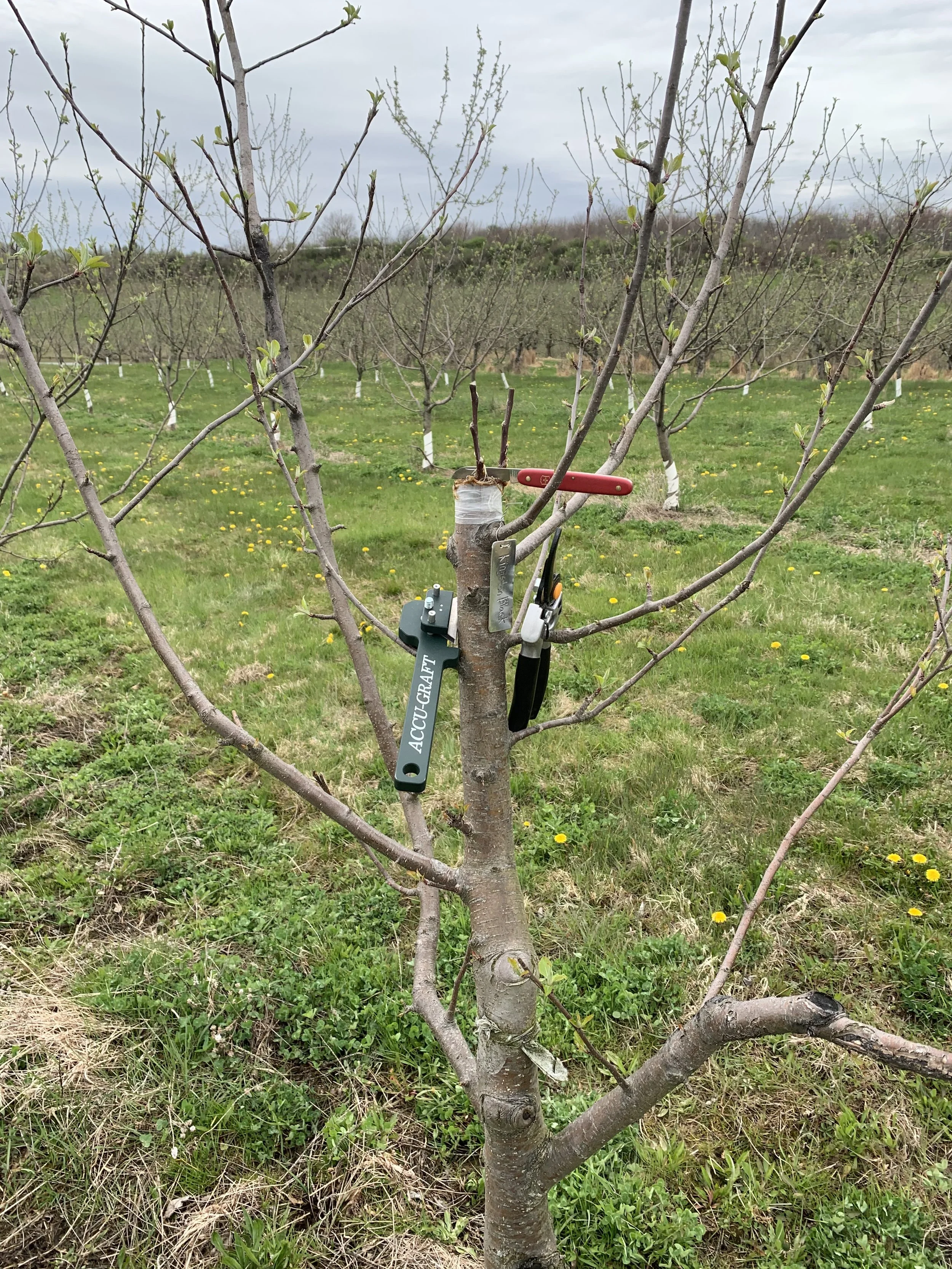 An apple tree in an orchard being pruned and grafted with heirloom apple varieties