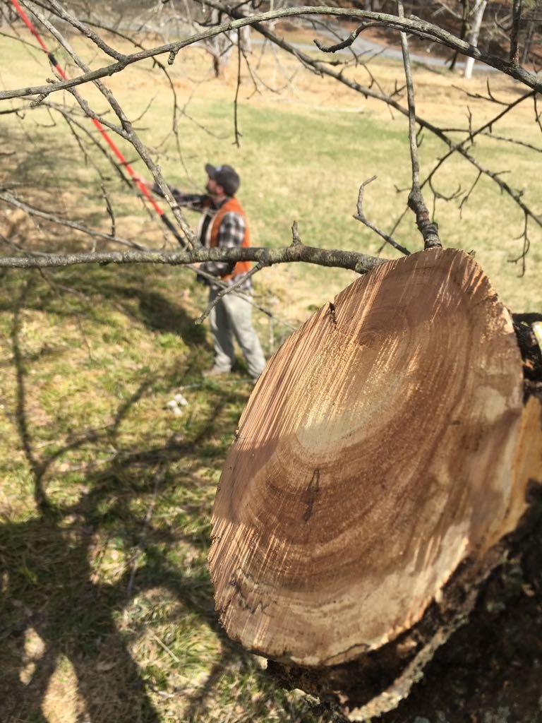 Winter Fruit Tree Pruning in the Hudson Valley