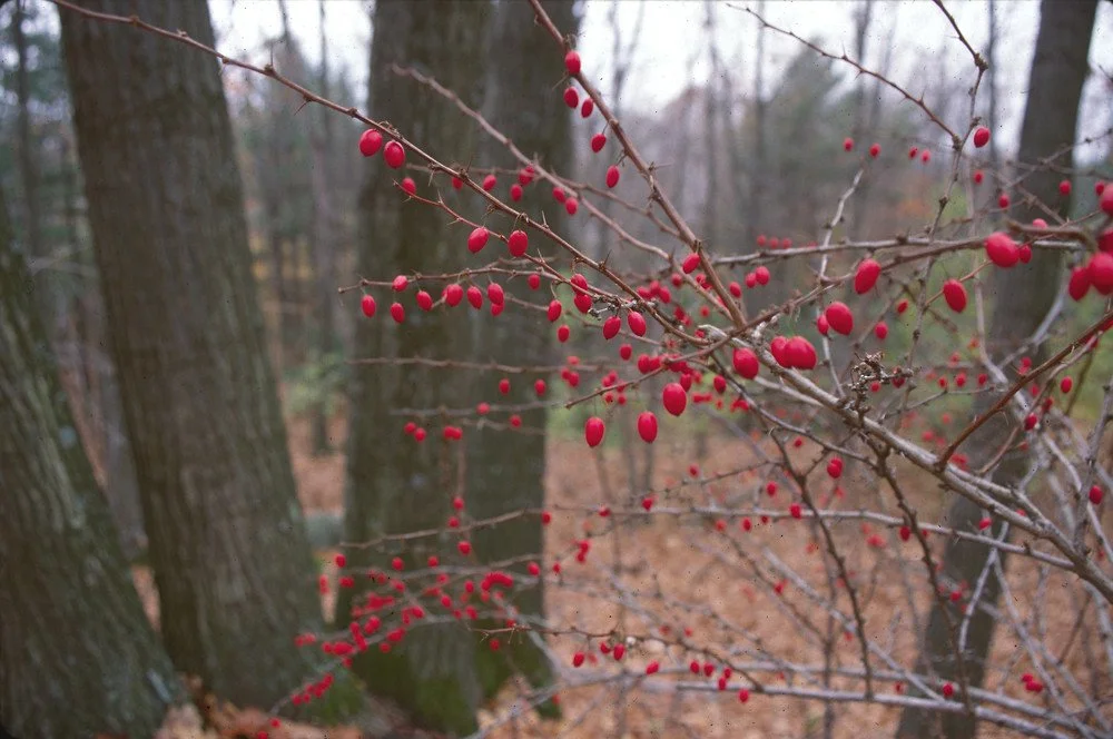 Brush Clearing in Zones 6a and 6b: Resetting the Land for Healthier Growth