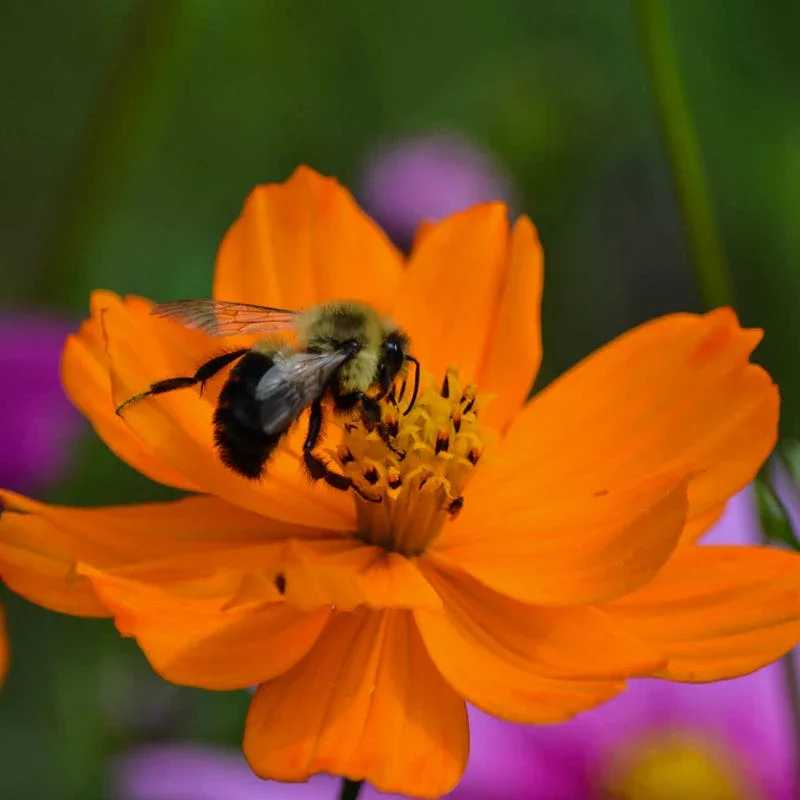 Meadow and Pollinator Garden Planning