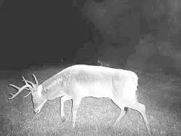 Improve Your Hunting Property