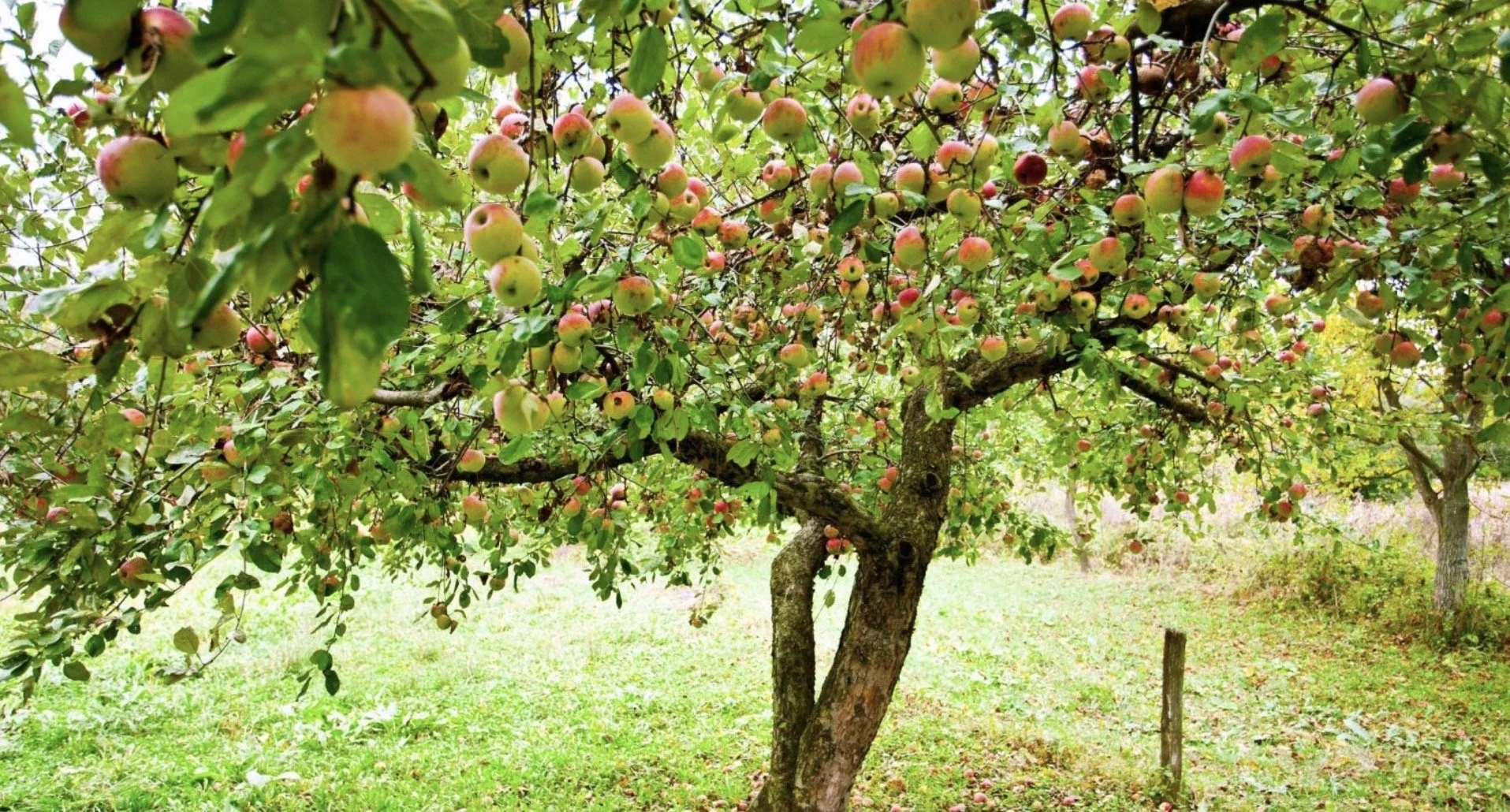 Home Orchard Pruning in the Hudson Valley: Why Hire a Specialist?