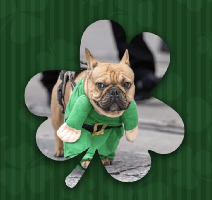 Everyone's Irish for Saint Patrick's Day!