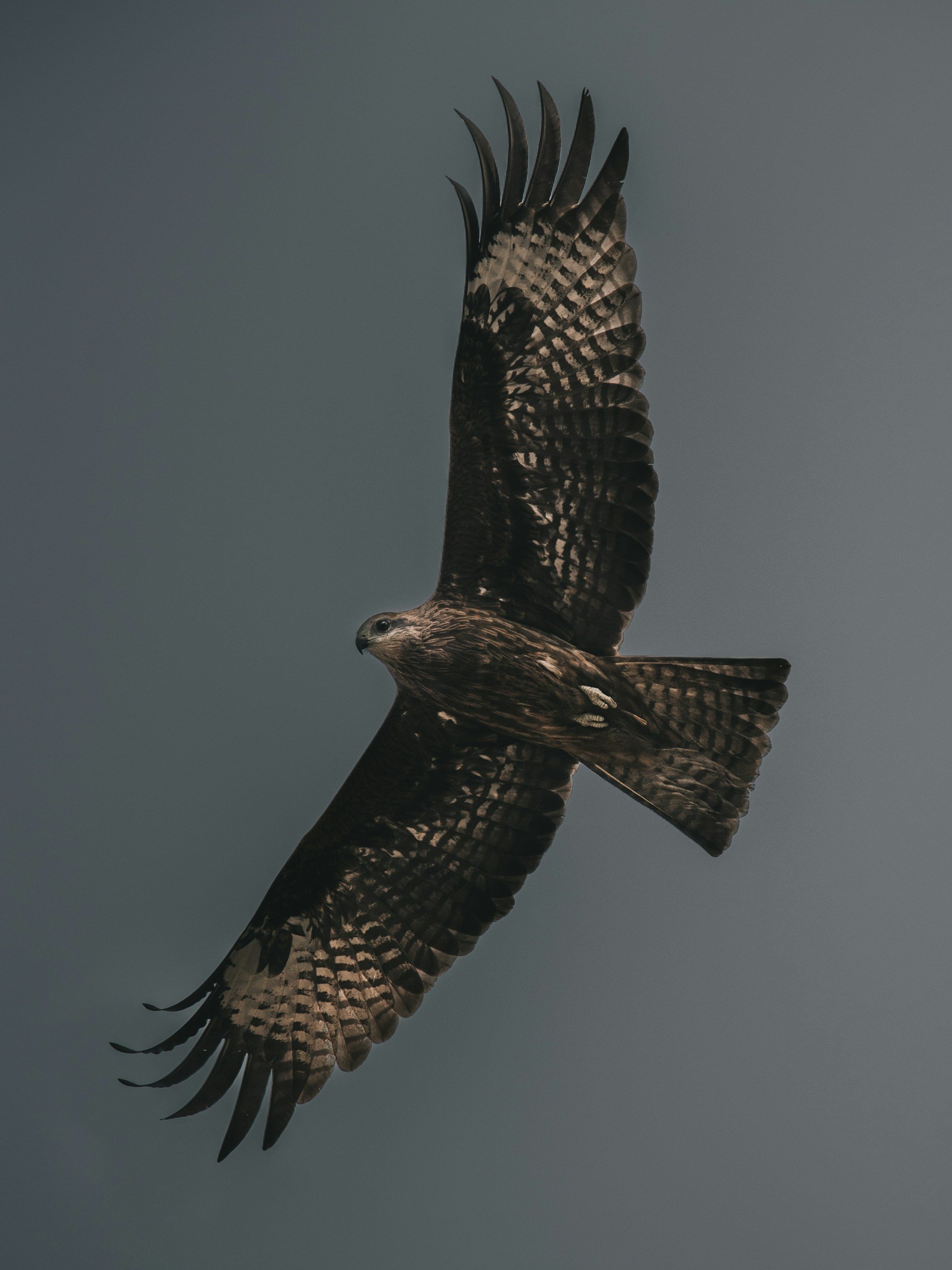 A bird of prey soaring in the sky with its wings spread wide.