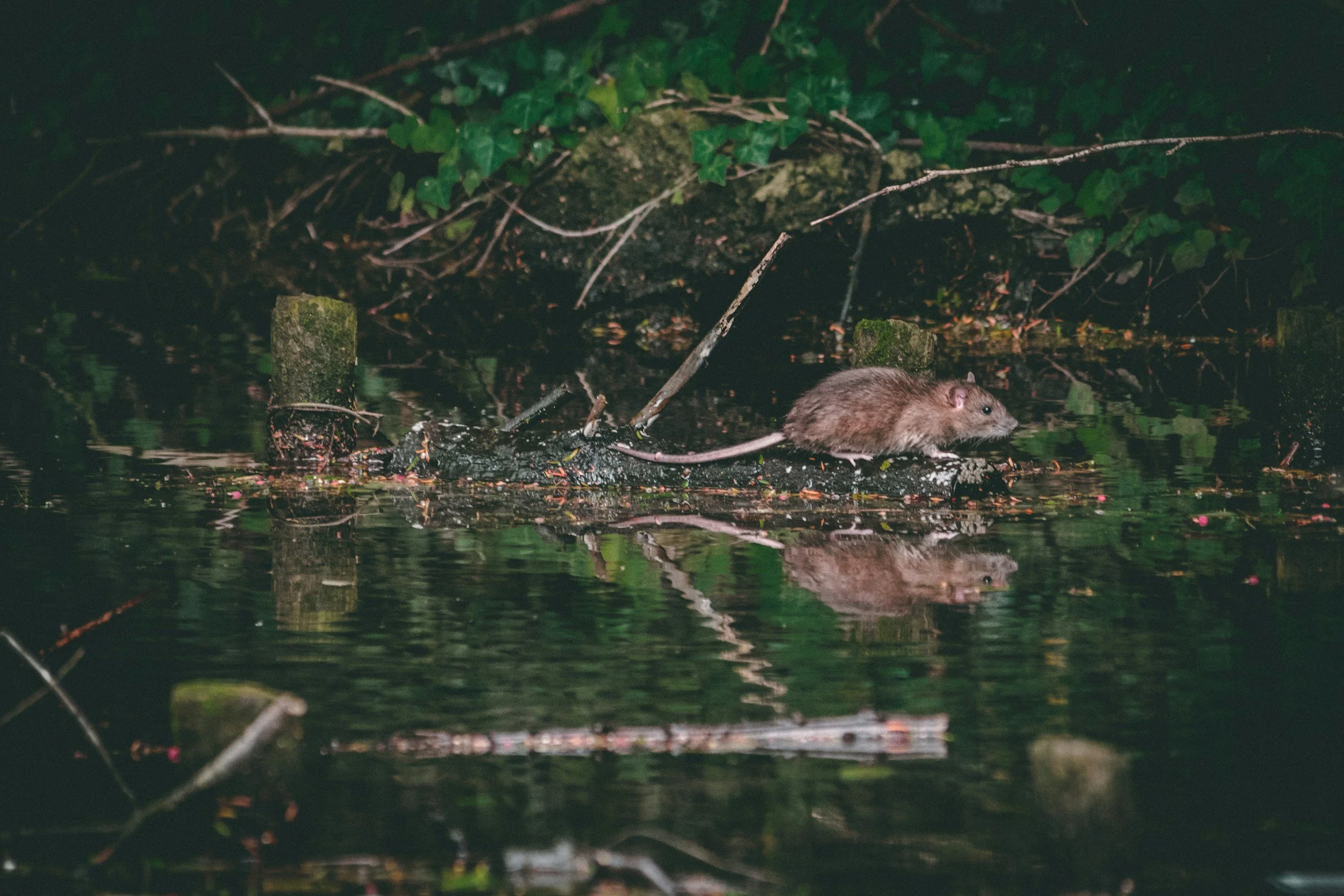 Nighttime scene of a small mouse on a floating log in a dark body of water, surrounded by green foliage and sticks.