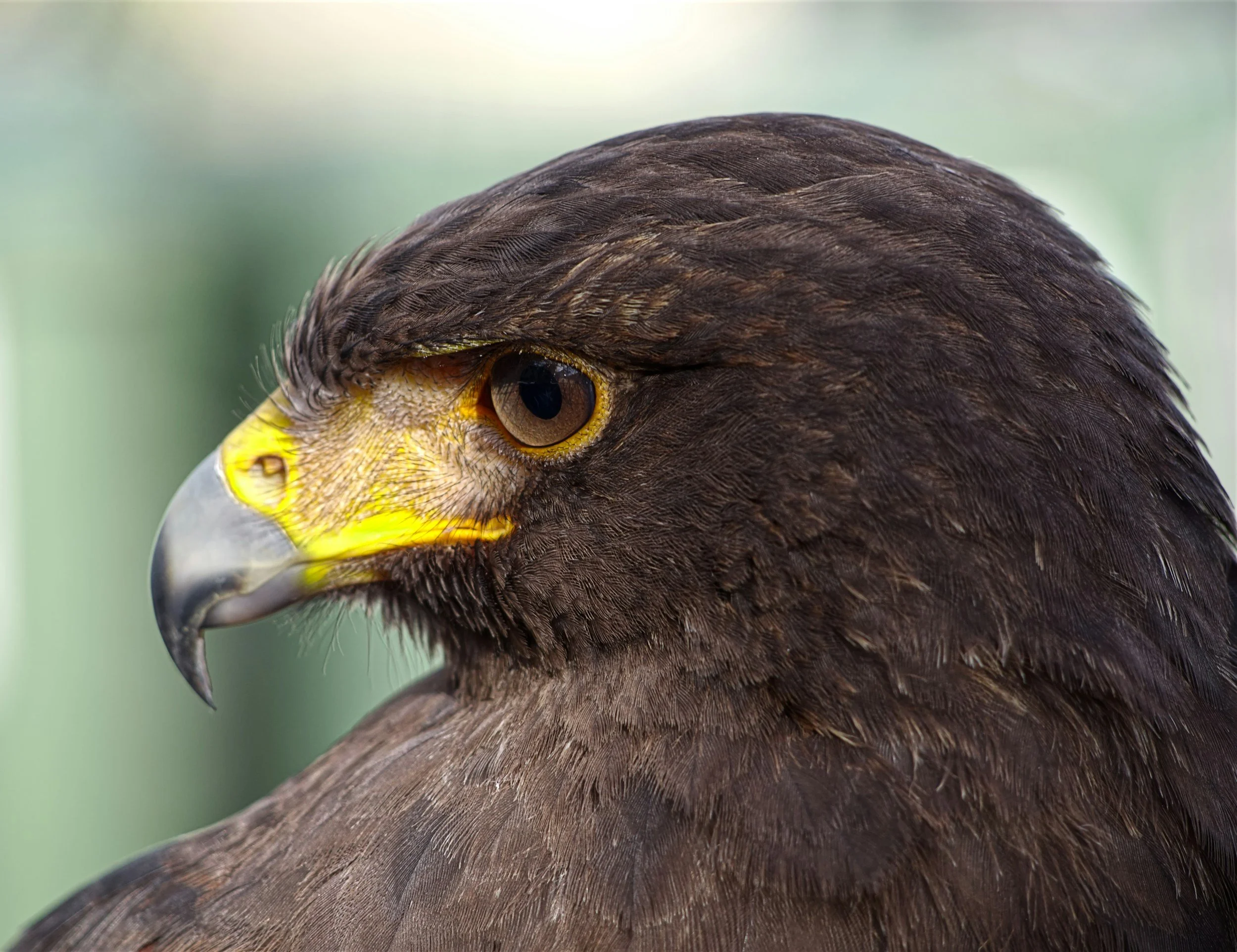 Close-up of a bird of prey with sharp beak and brown feathers.