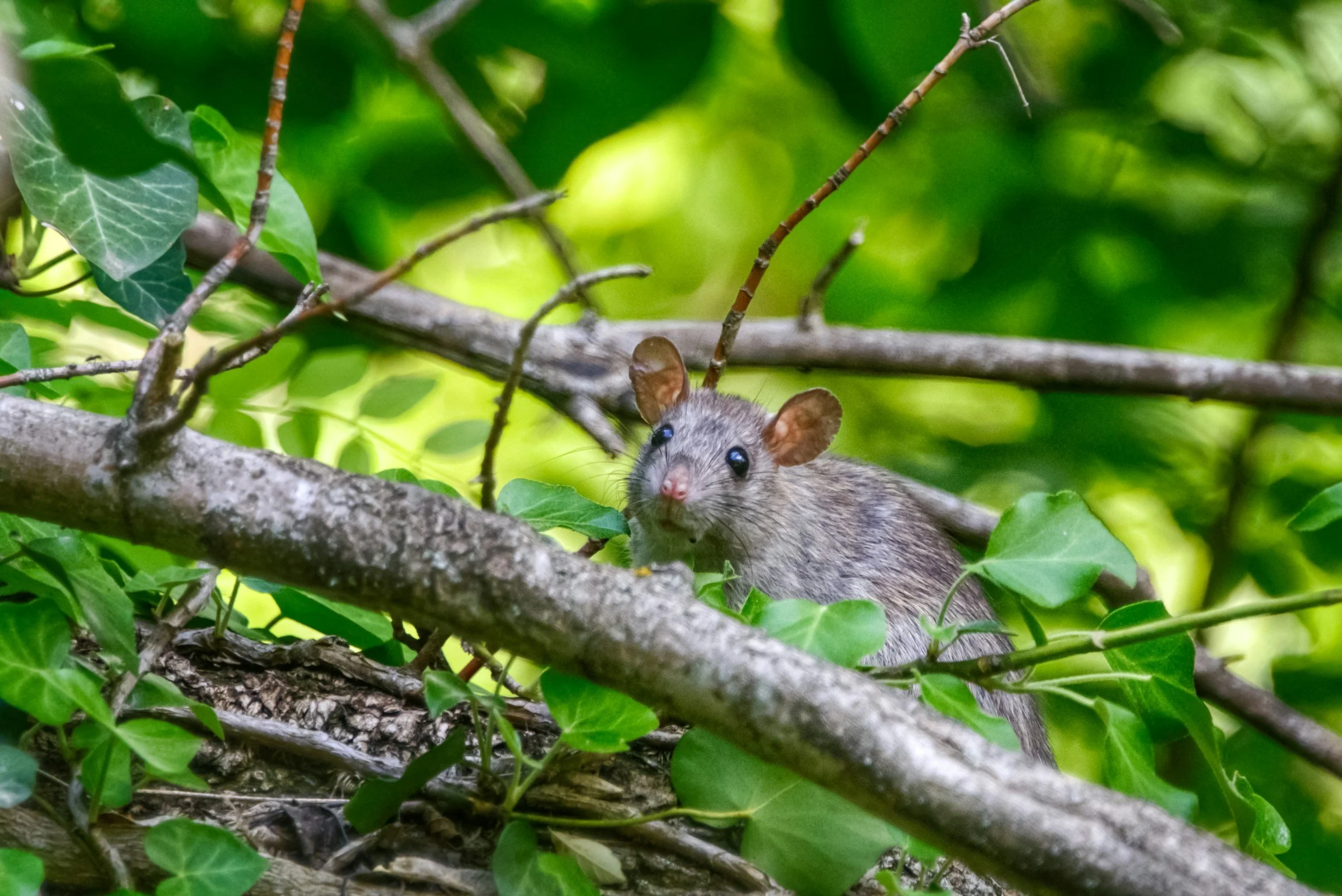 A small brown mouse with large ears and dark eyes sitting on a branch among green ivy and leaves.