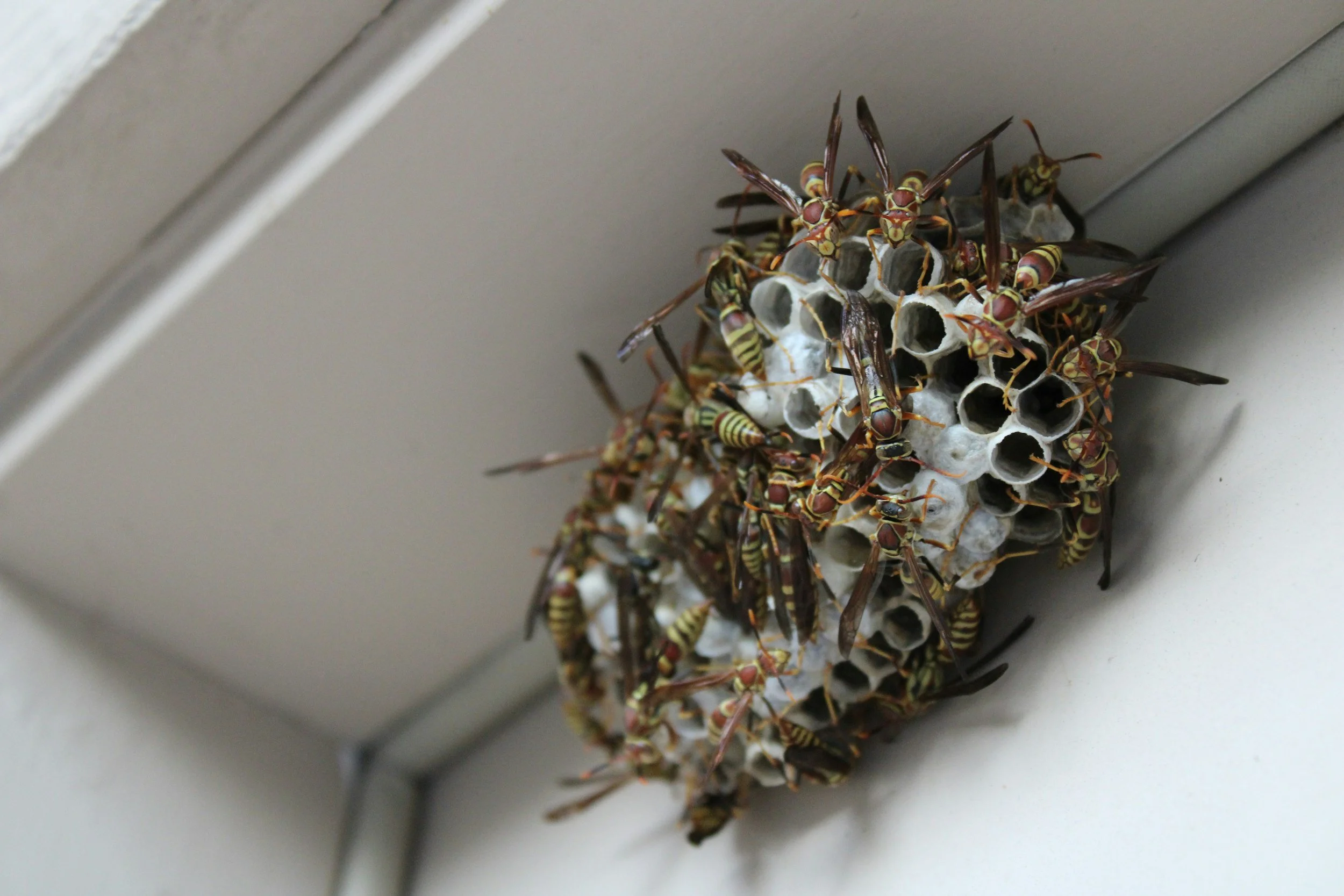 A large cluster of wasps on a white honeycomb on a wall.