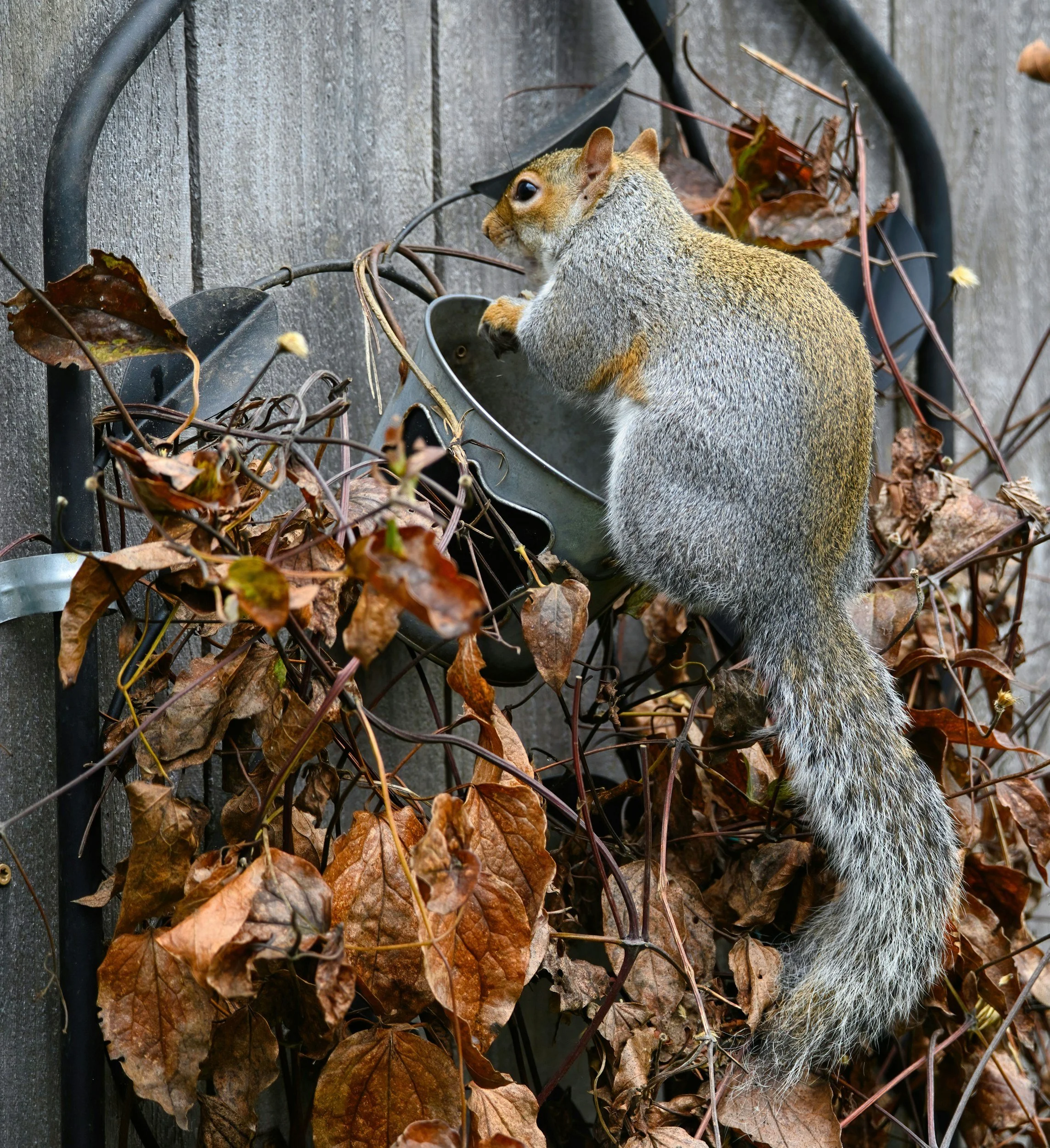 A squirrel climbing on dried brown leaves and vines attached to a wire fence against a wooden wall.