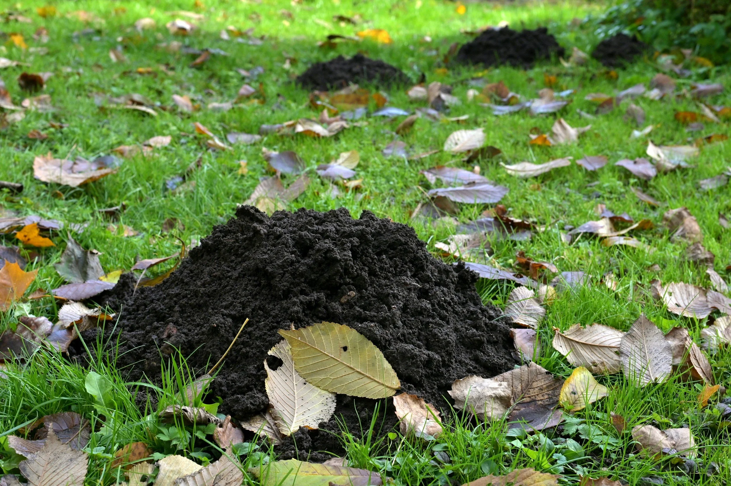 A mound of dirt on a grassy ground surrounded by fallen autumn leaves.