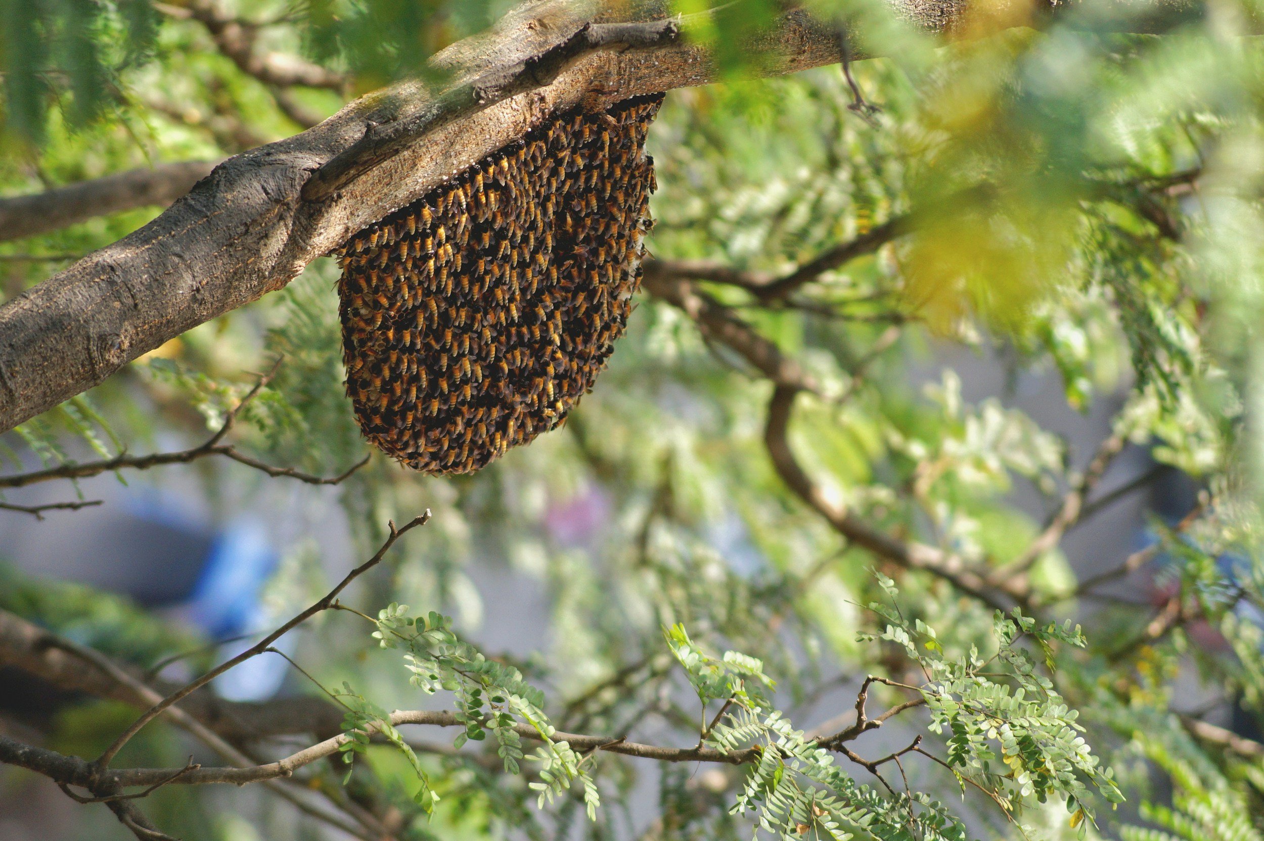 A beehive attached to a tree branch surrounded by green leaves in a natural outdoor setting.