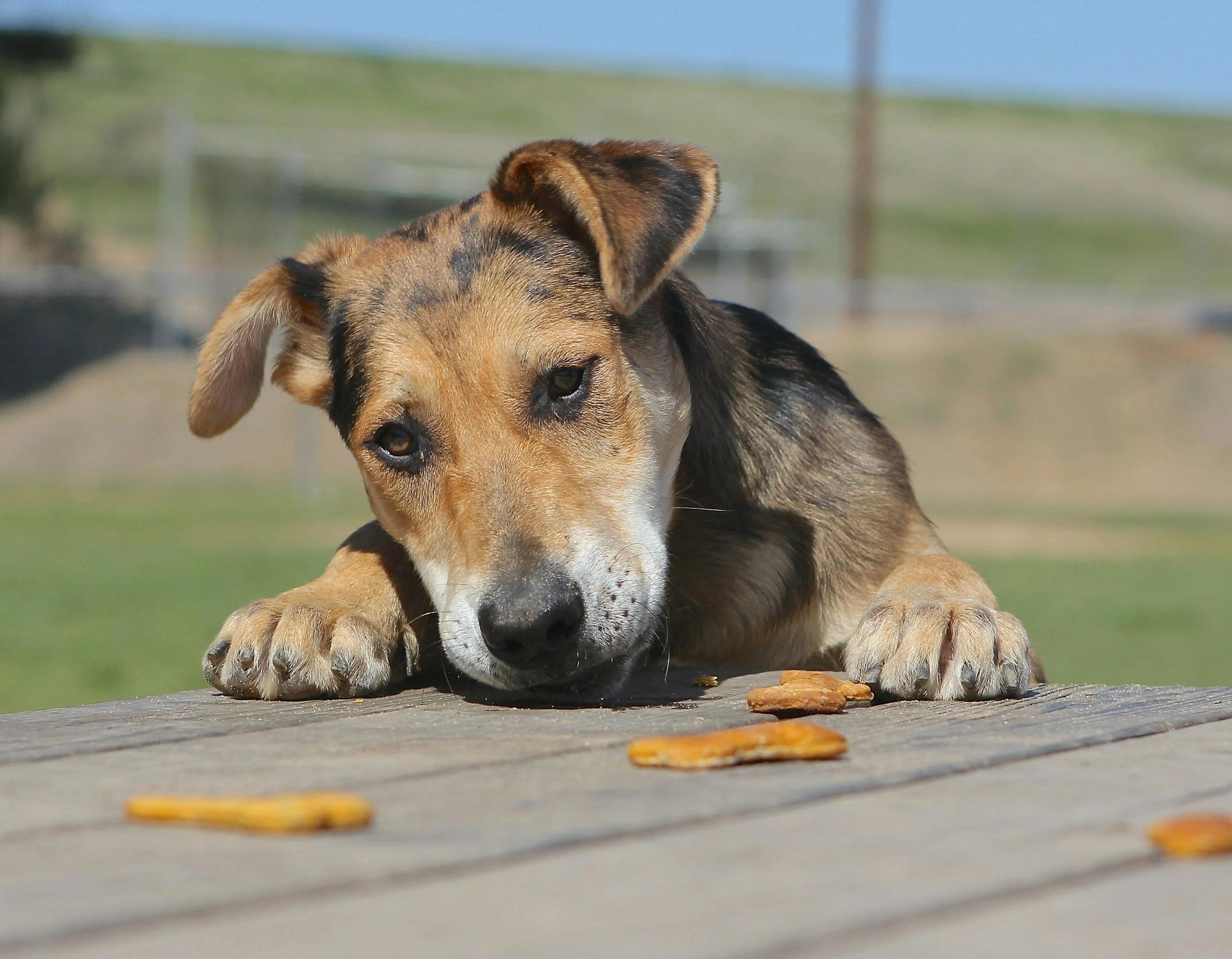 How to Overcome Counter-Surfing 