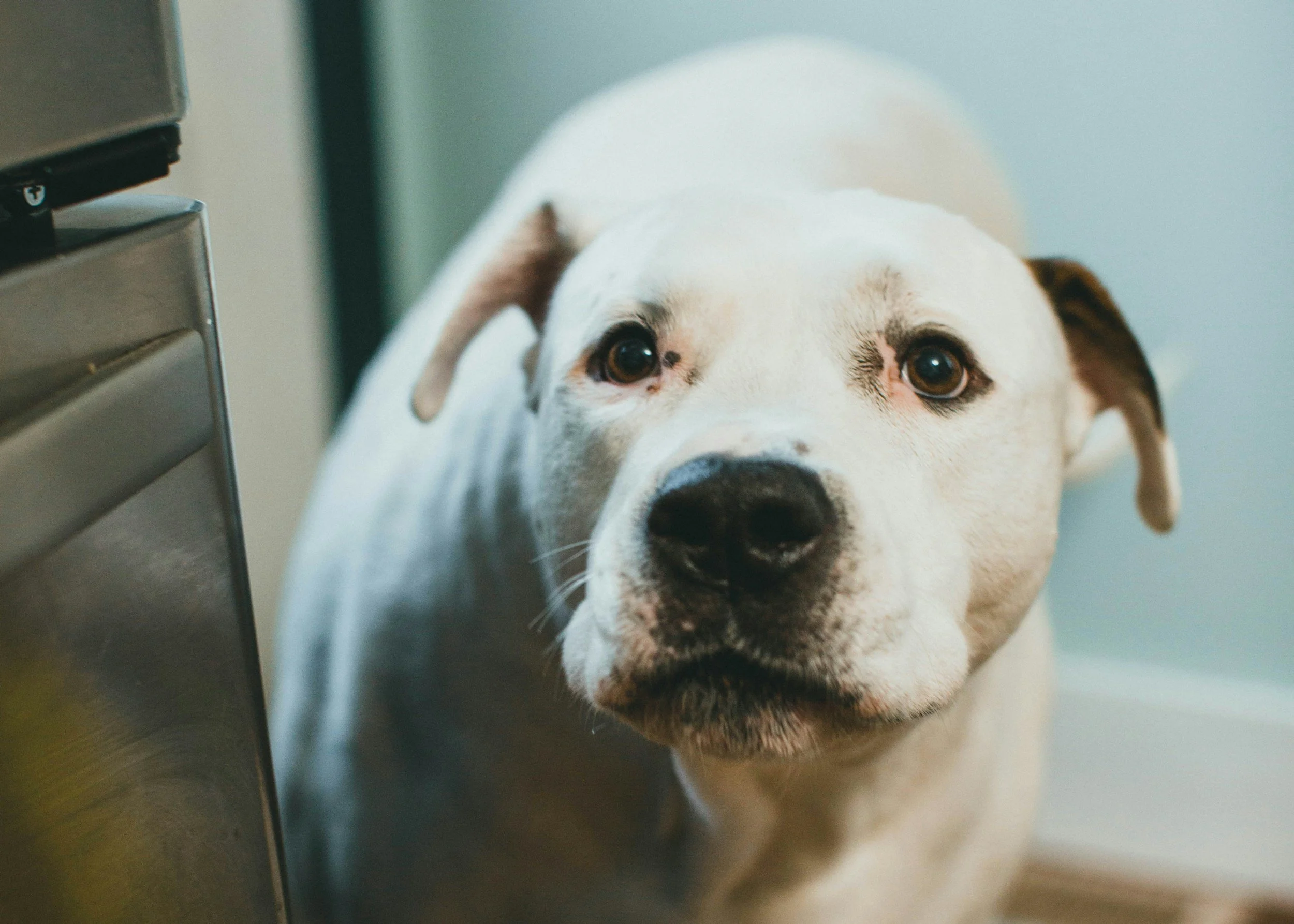Stubborn Dog or Poisoned Cue?