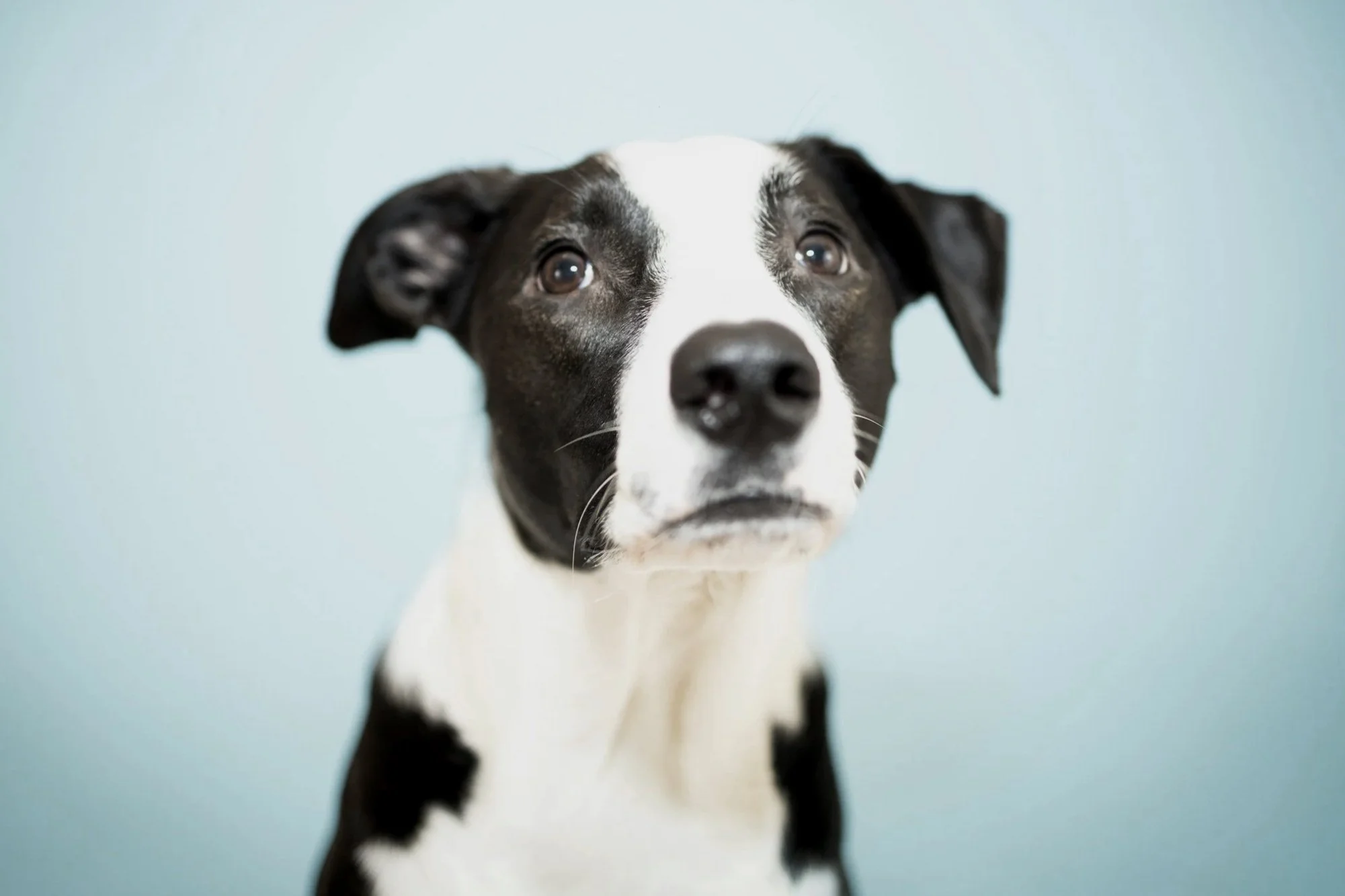 Stubborn Dog or Poisoned Cue?