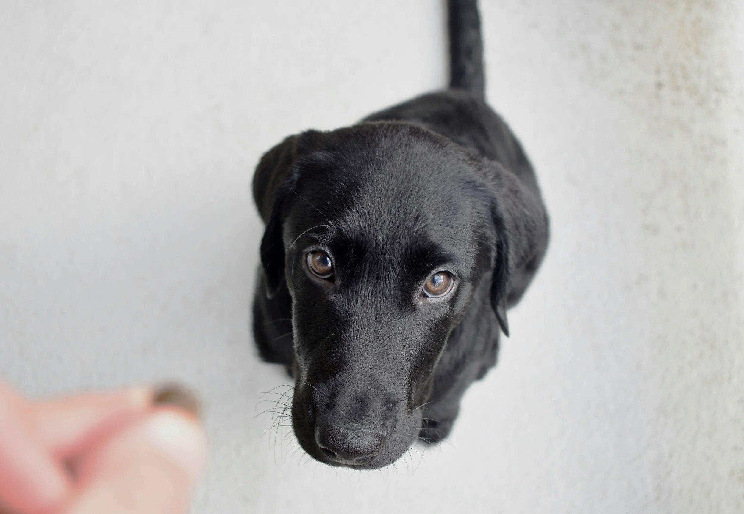 Say Please: Voluntary Sits