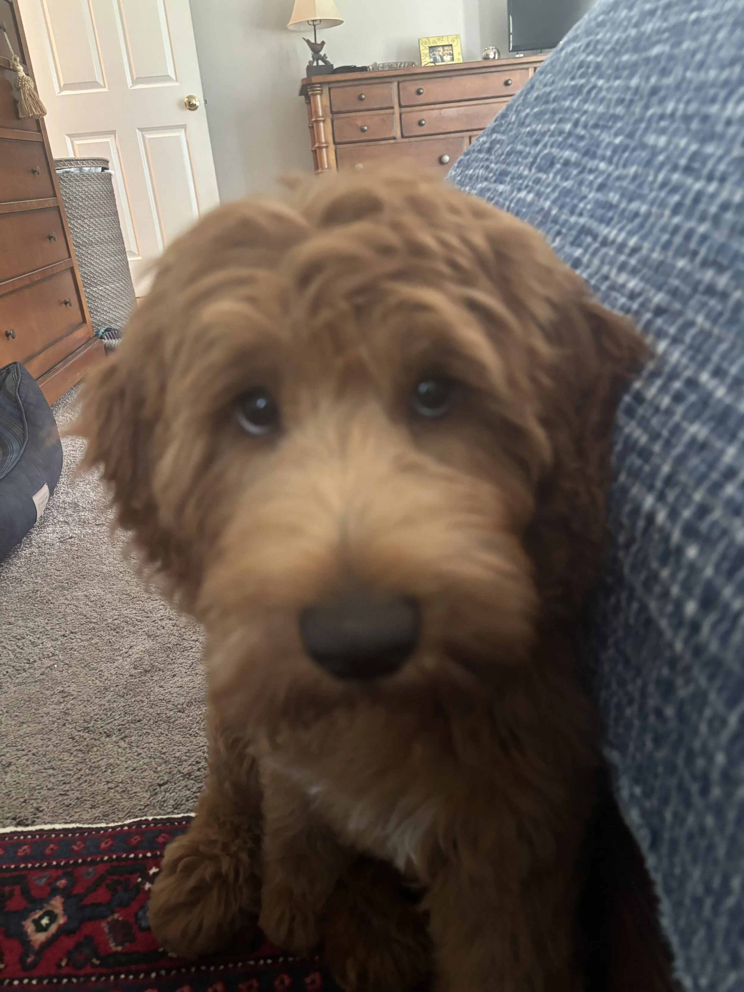 What I Taught My Puppy First