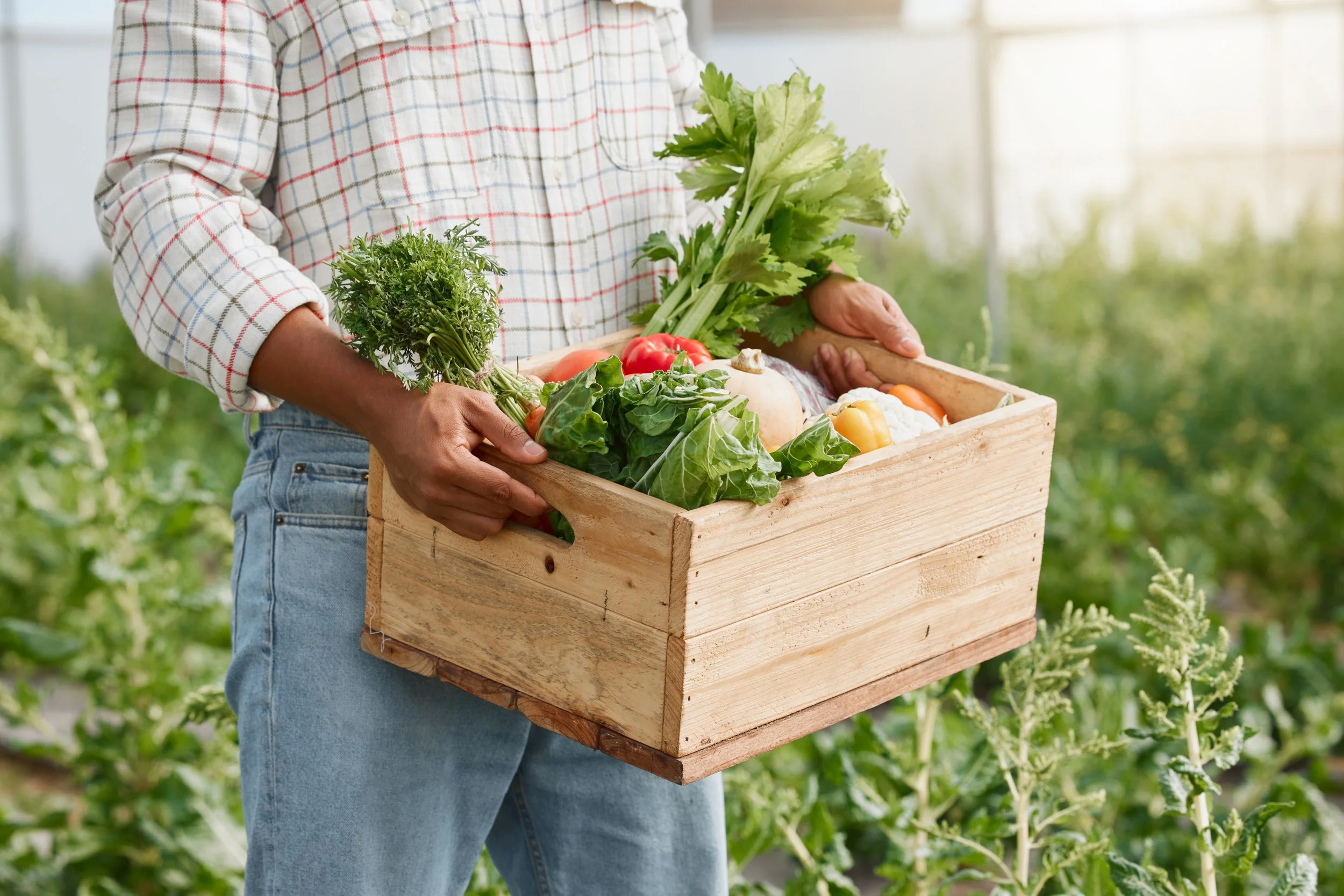 Person holding a wooden crate filled with fresh vegetables, including leafy greens, peppers, and celery, in a greenhouse or garden.
