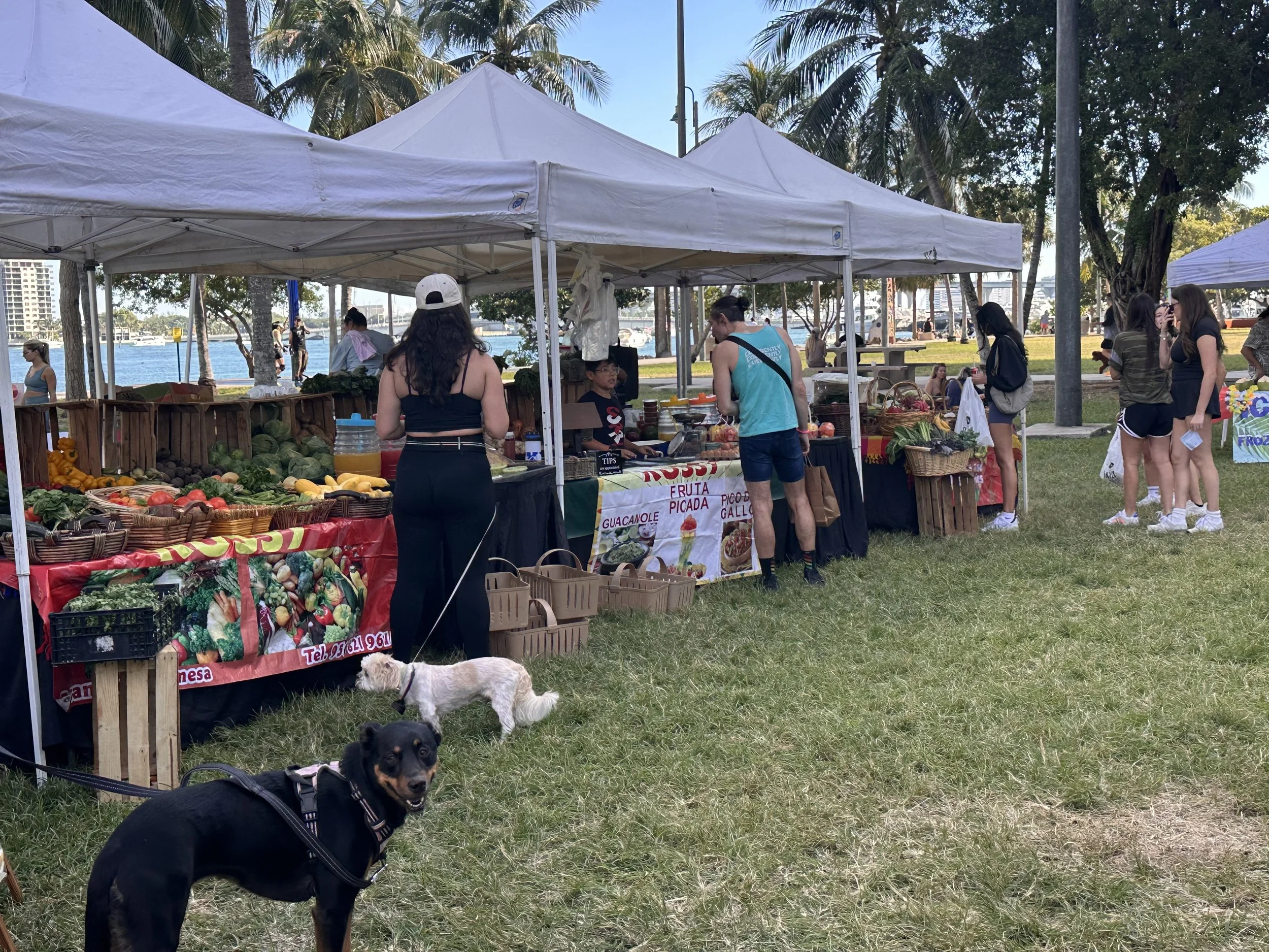 People shopping at an outdoor market by the water with tents, fruits, and vegetables, and two dogs on leashes in the foreground.