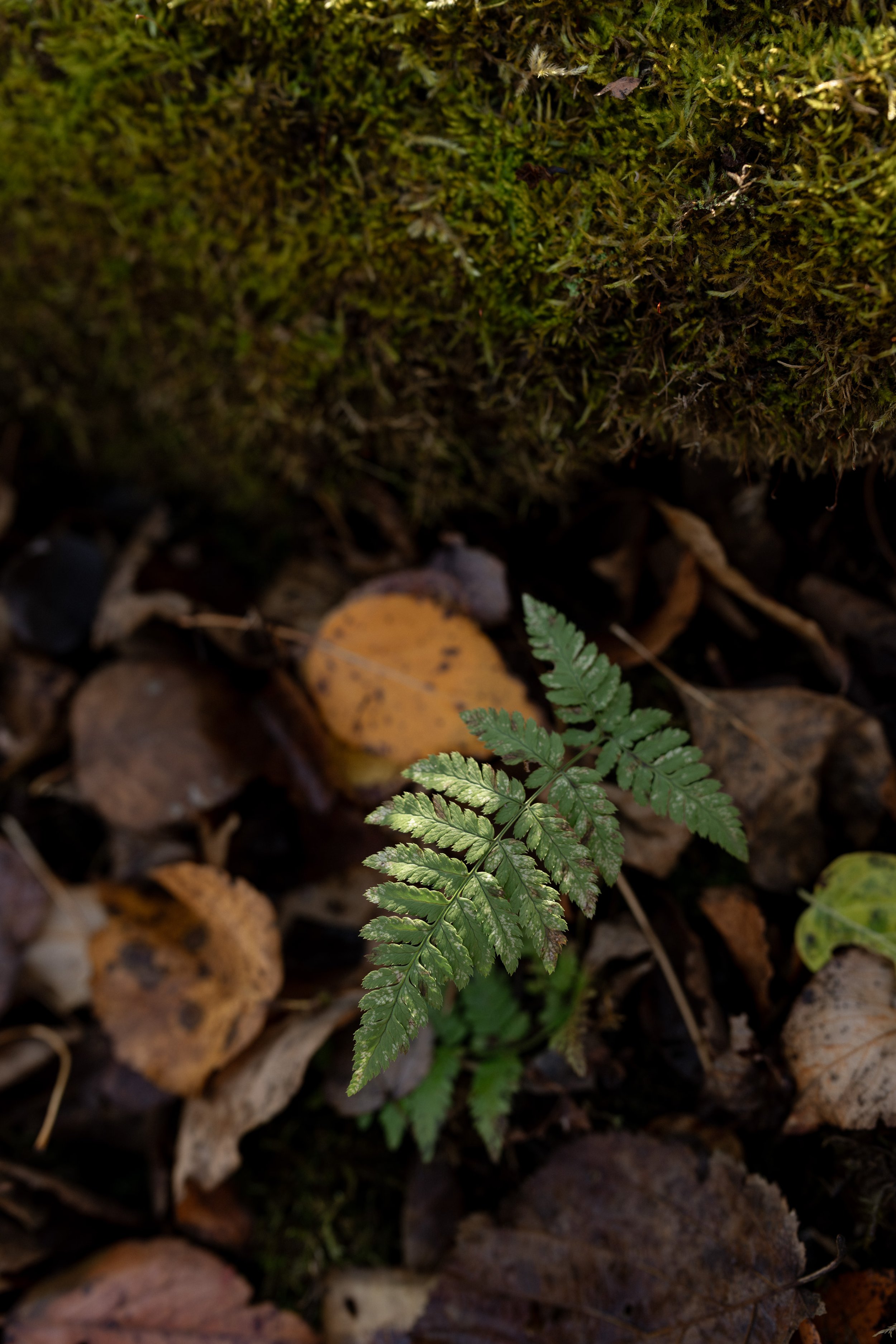 20251026-LODGING-MidMod Minnesota Lakehouse-249.jpg